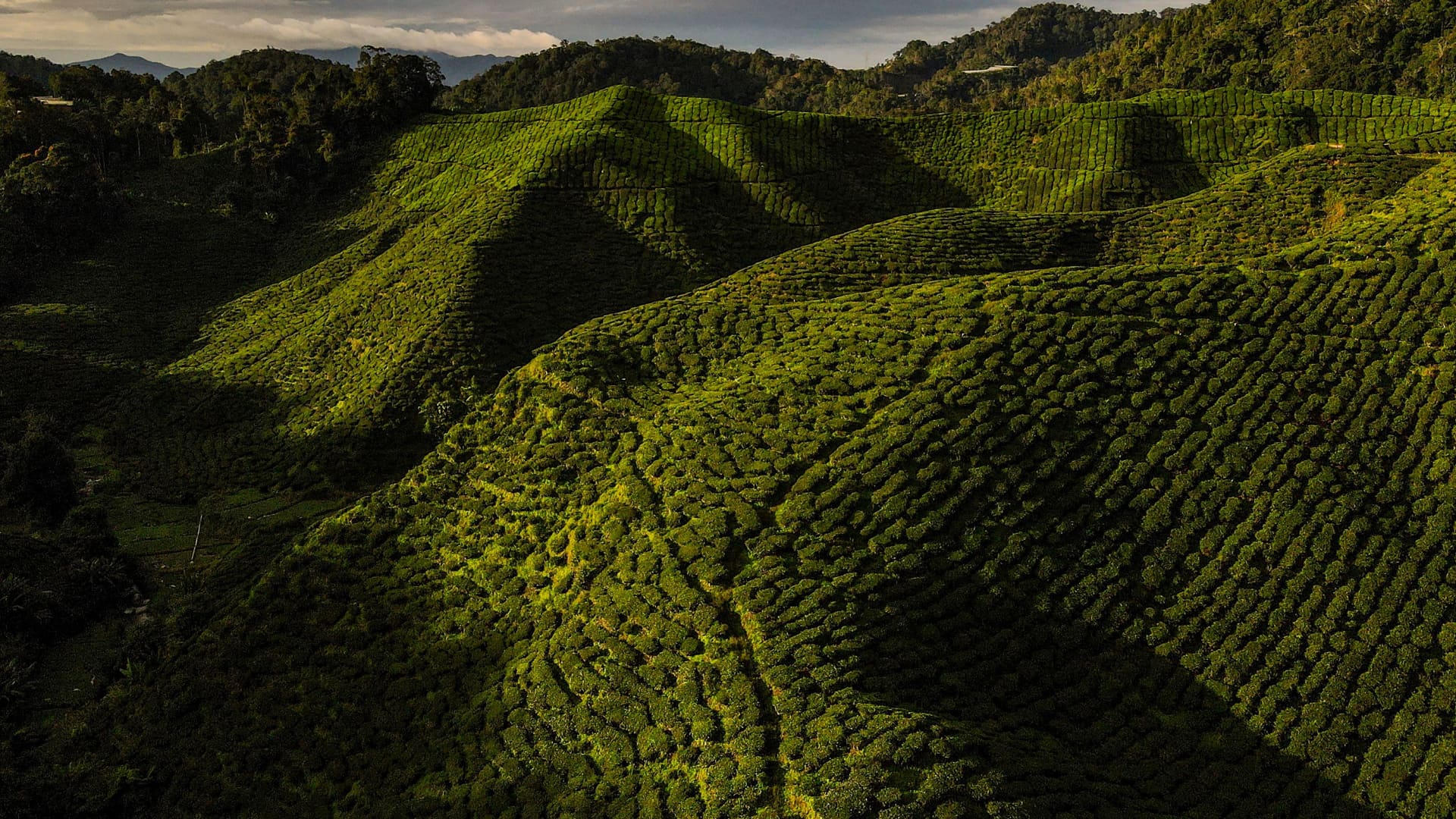 Dotted with tea plantations and hiking trails, Cameron Highlands is lush and cooler than other parts of Malaysia.