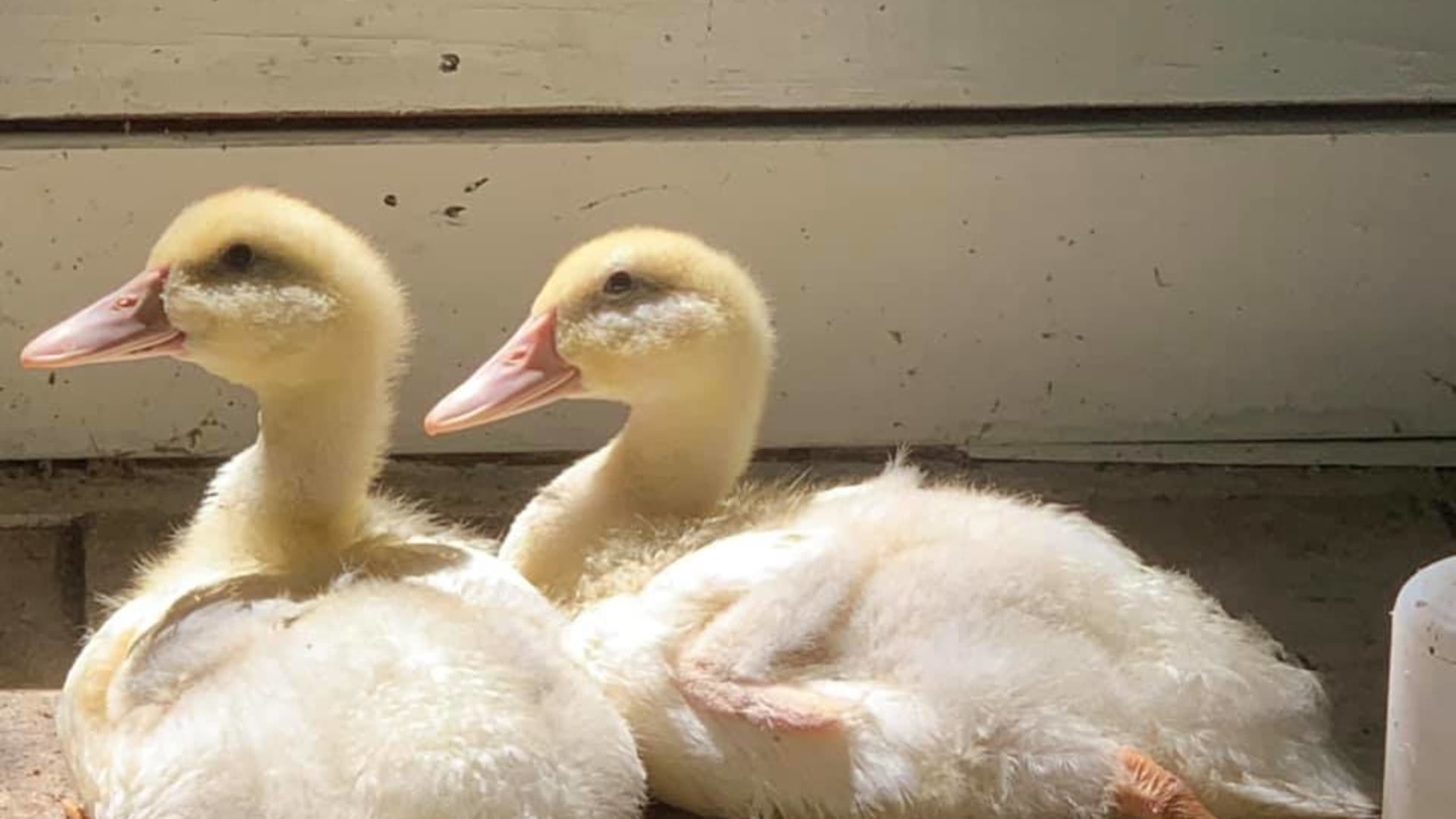 Thorne Melcher and Mandy Musselwhite own a homestead in metro Atlanta, which includes a farmhouse where they've raised six ducks, two geese and other animals.