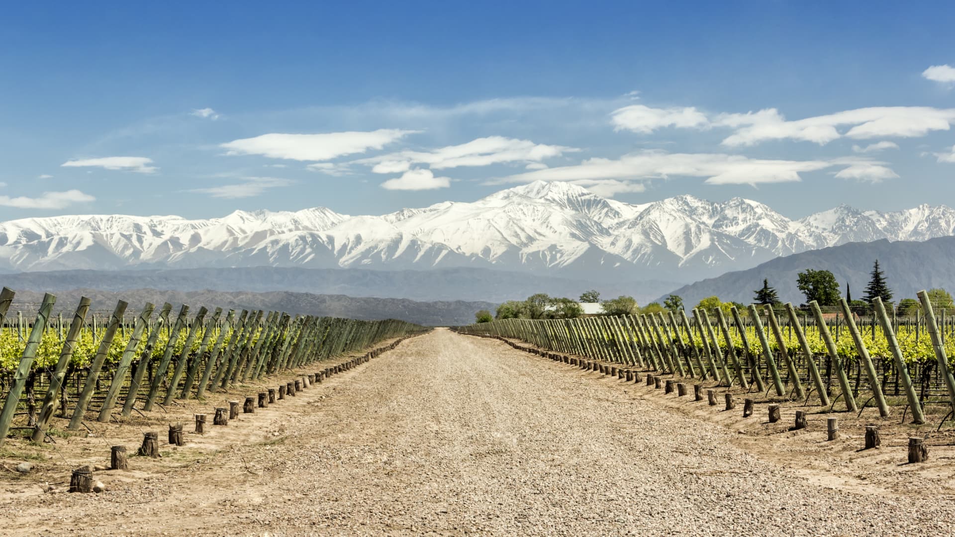 Vineyards in the Mendoza wine region of Argentina.