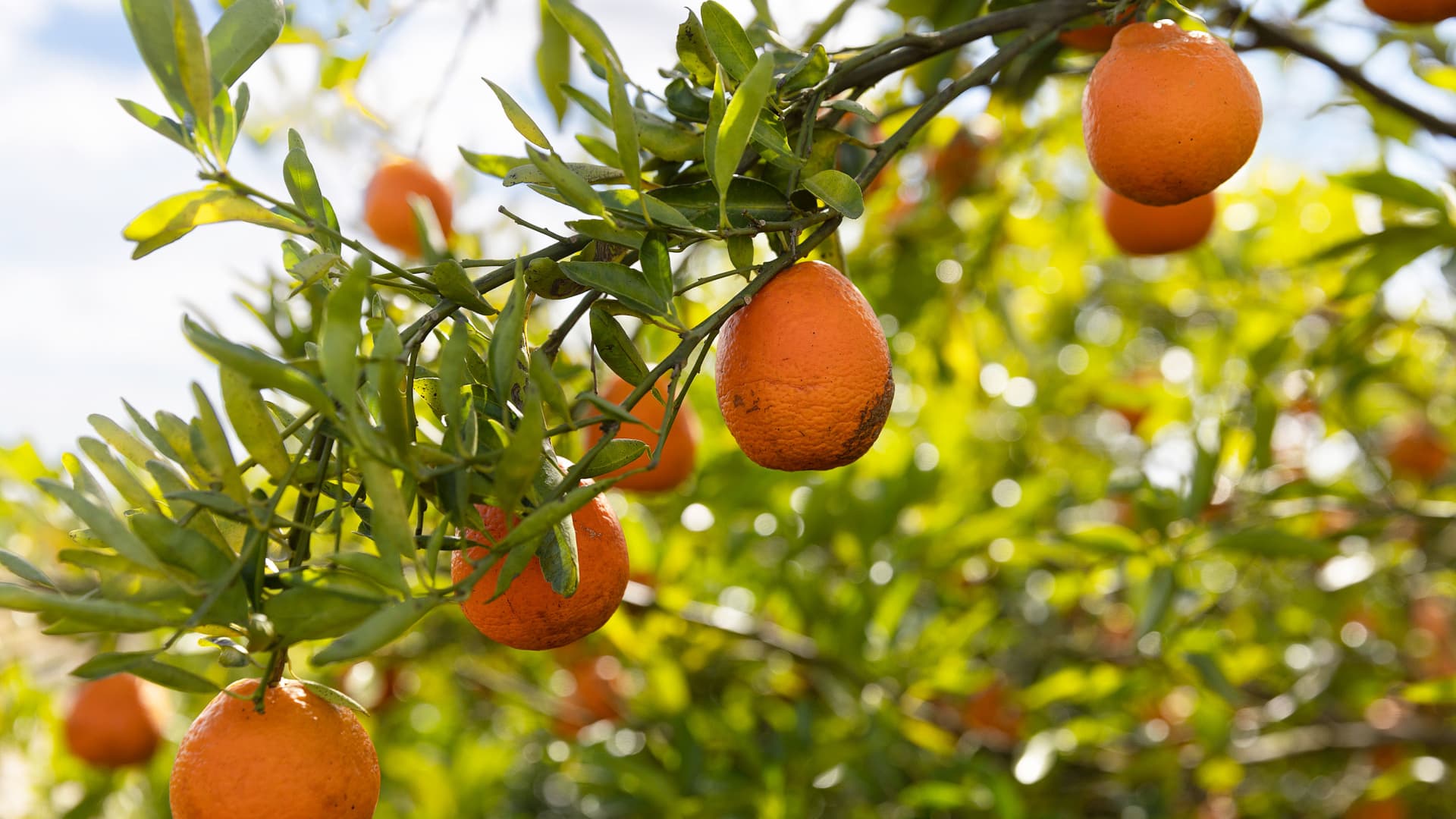 Oranges hang on a tree at one of the Peace River Packing Company groves on February 01, 2022 in Fort Meade, Florida.