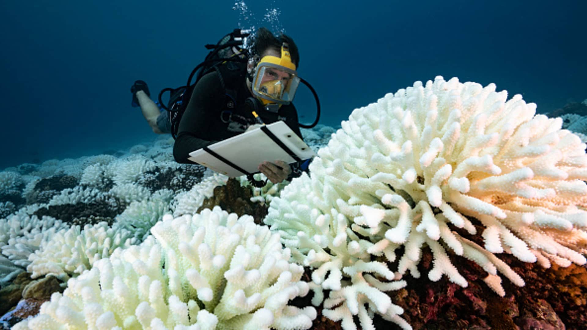 A diver checks the coral reefs of the Society Islands in French Polynesia. on May 9, 2019 in Moorea, French Polynesia.