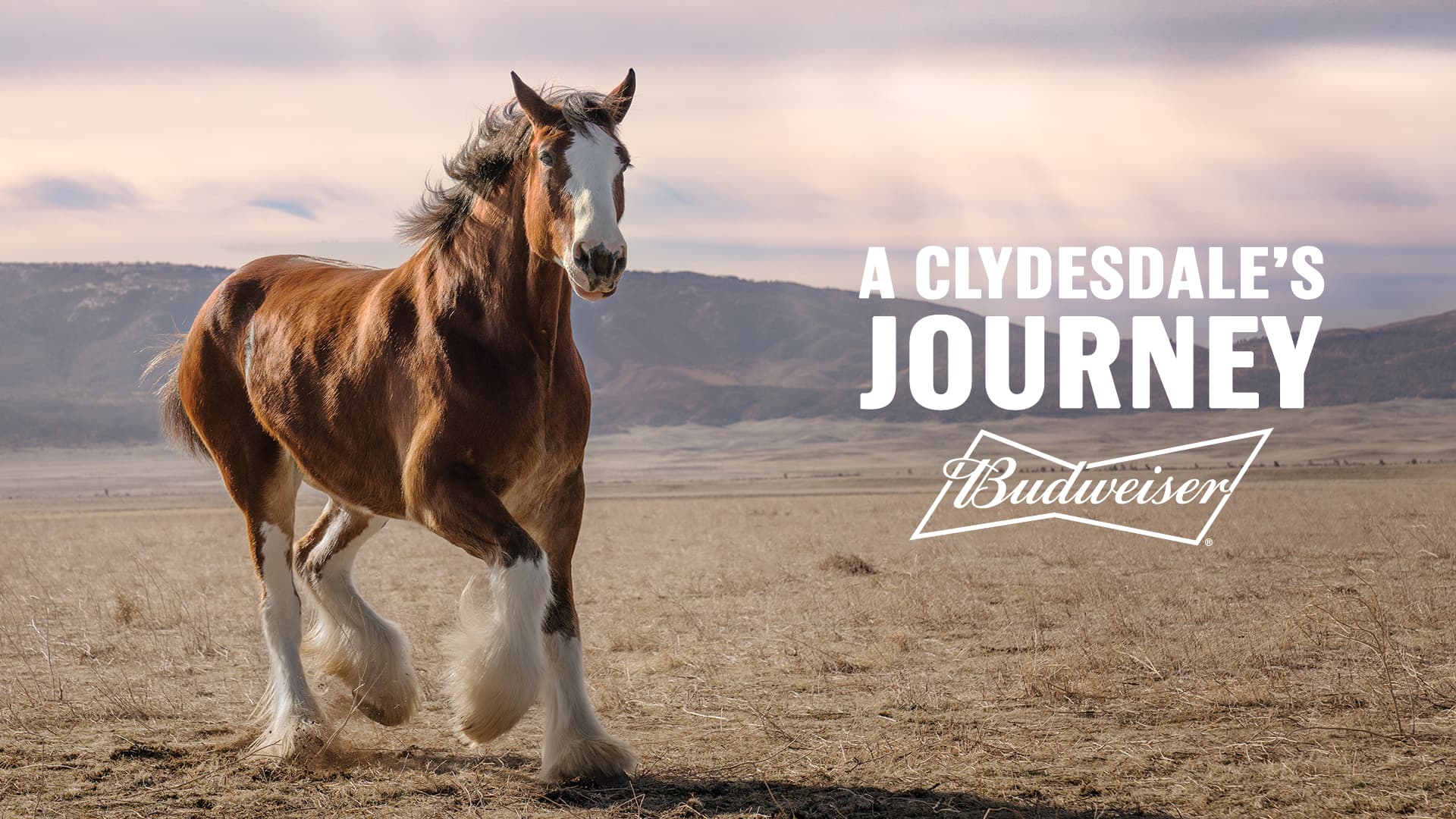 Budweiser's iconic Clydesdale returns in its 2022 Super Bowl ad