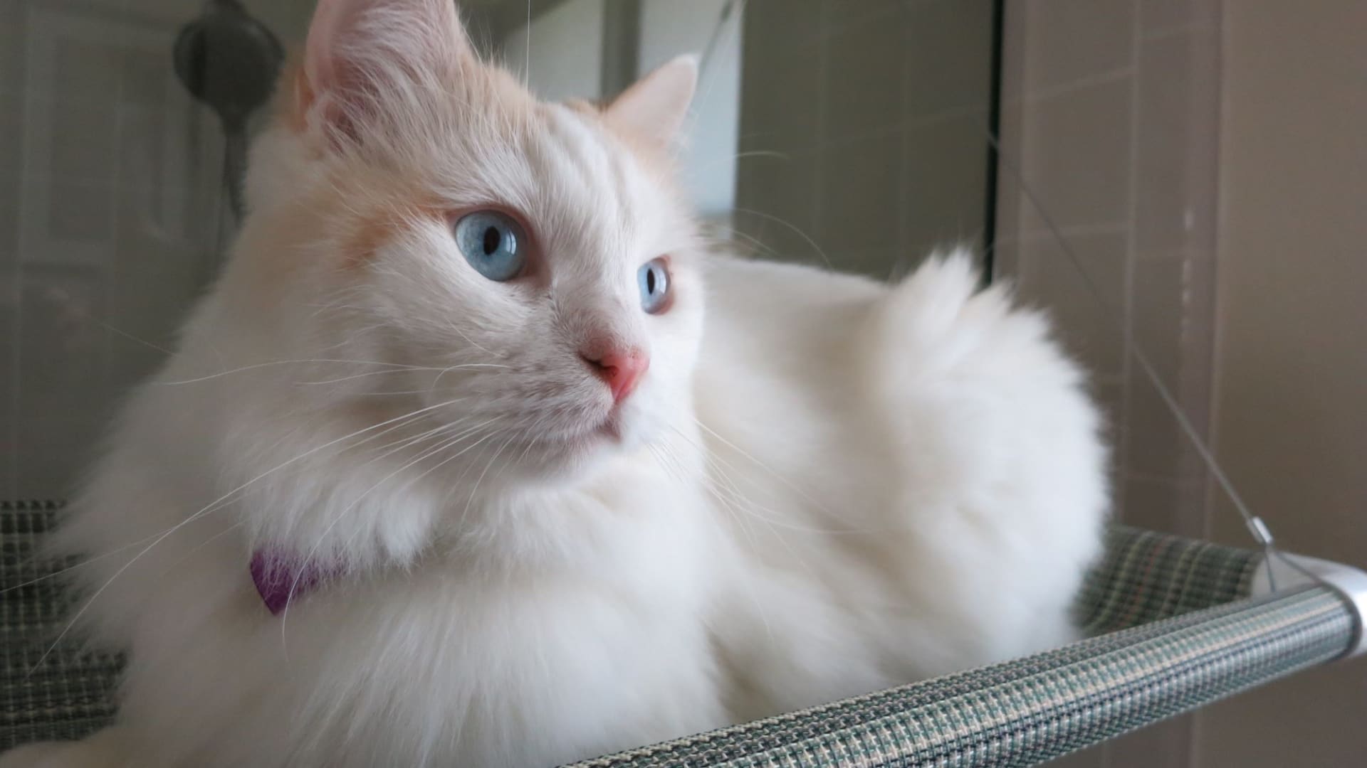 Kelly Anderson said her first cat, Chai, died suddenly after complications from surgery.