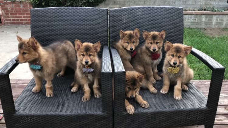 Cloned cats and dogs are the newest influencers on Instagram and TikTok