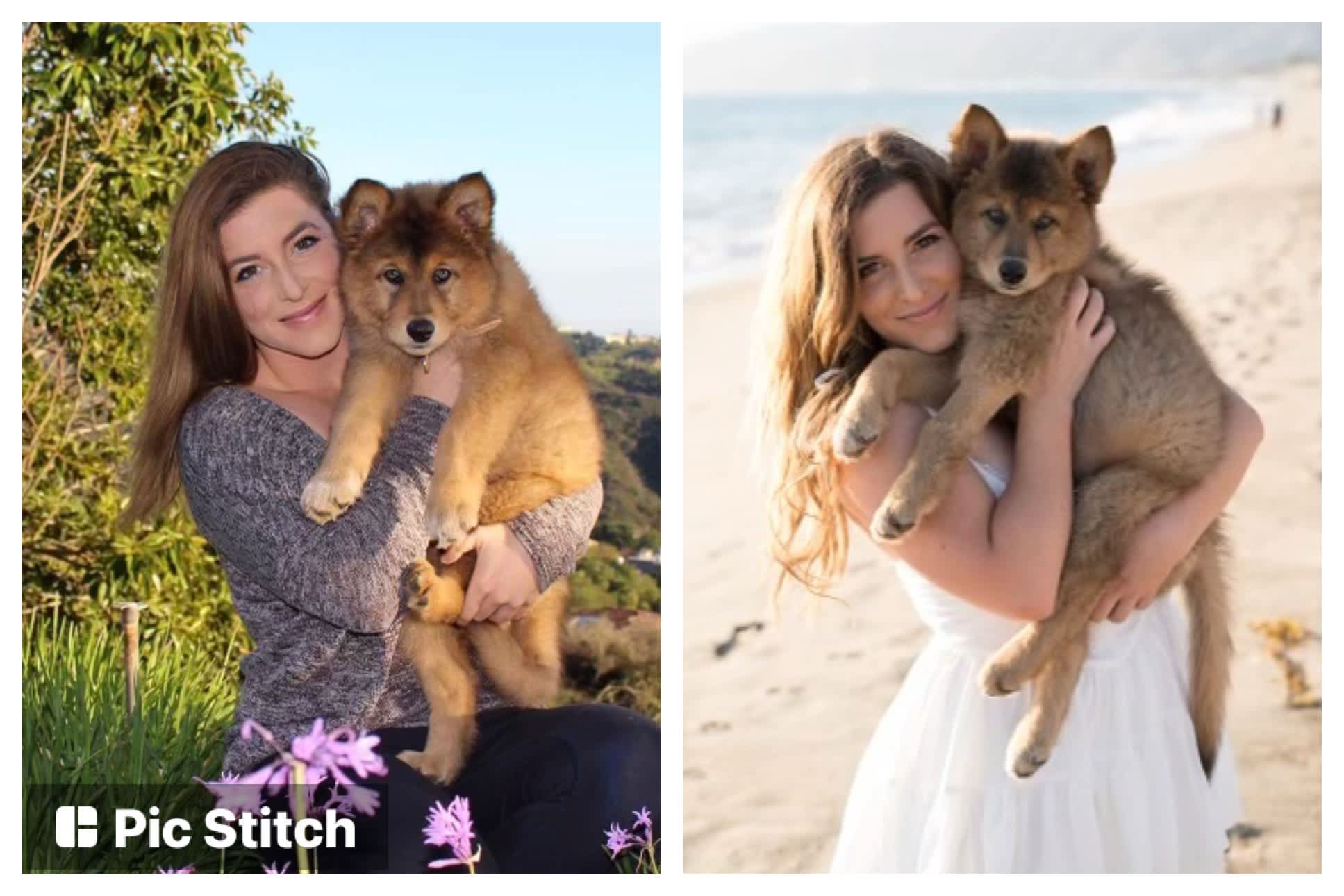 Grief-stricken pet owners usher in Instagram and TikTok’s new influencers: Their cloned cats and dogs