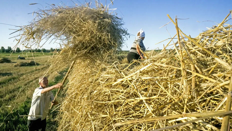 Smallholders use pitch forks to collect hay during a summer wheat harvest in Chernihiv, Ukraine, on Thursday, Aug. 10, 2017. Ukraine's wheat harvest reached 19.1m tons as of Aug. 1, local Agriculture Ministry said in an emailed statement. Photographer: Vincent Mundy/Bloomberg via Getty Images