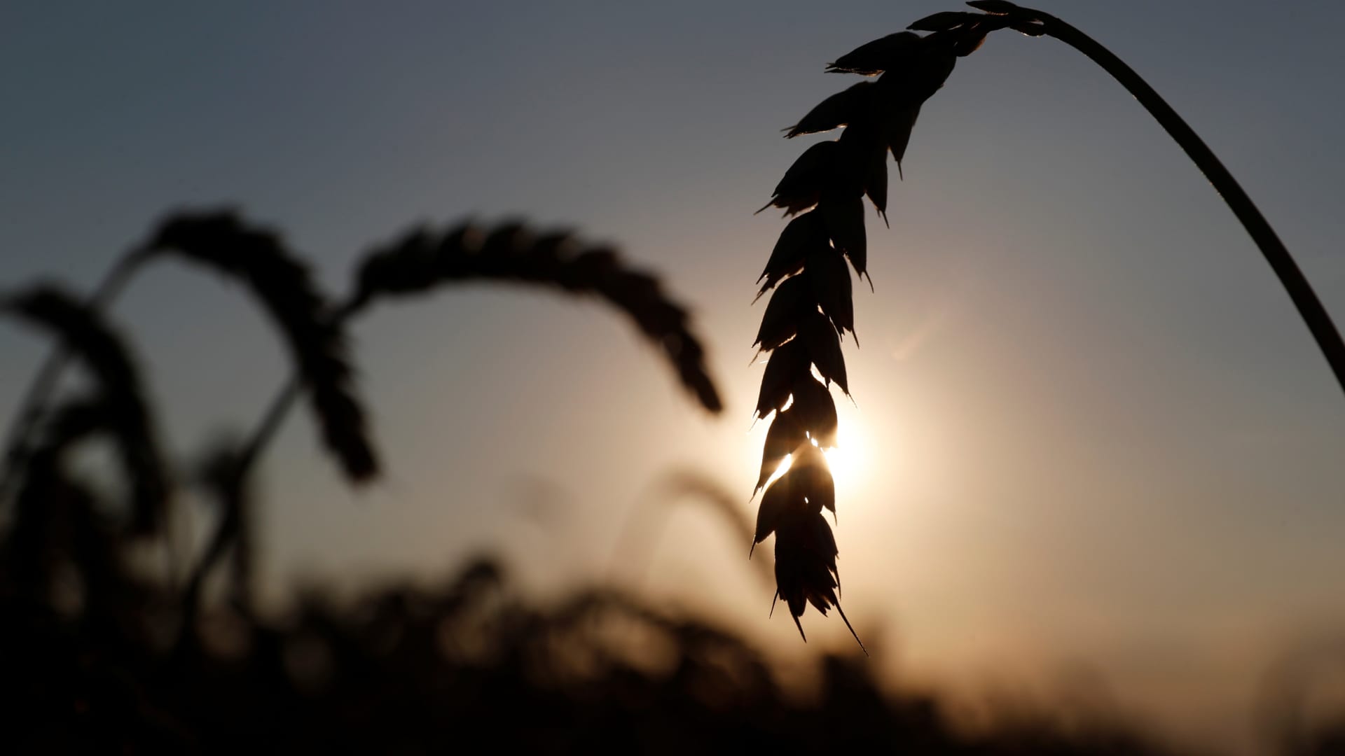 Ears of wheat are seen in a field near the village of Hrebeni in Kyiv region, Ukraine July 17, 2020.