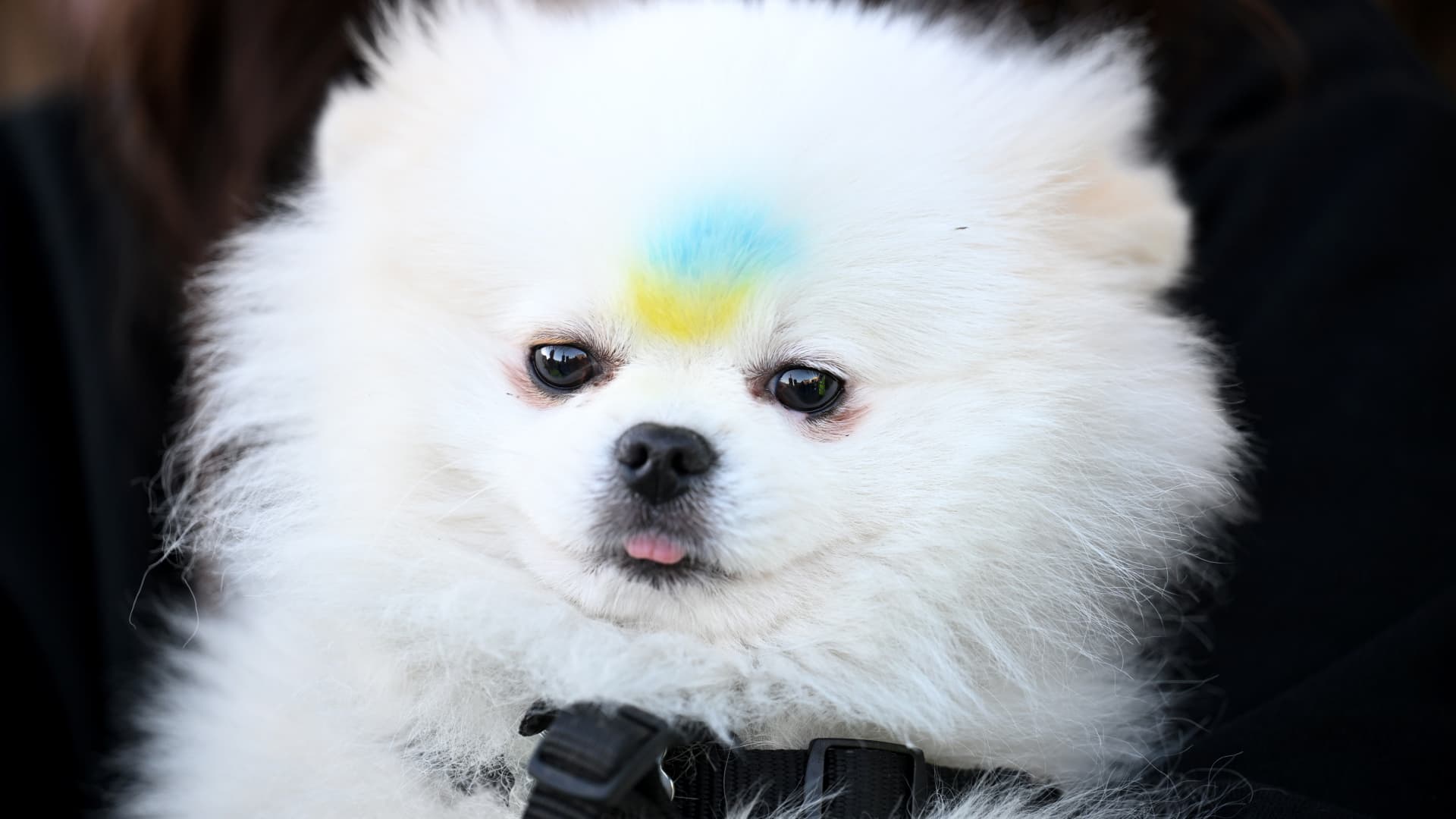A dog with the colors of the Ukrainian flag painted on it's forehead during a demonstration in support of Ukraine in Trafalgar Square on February 27, 2022 in London, England.