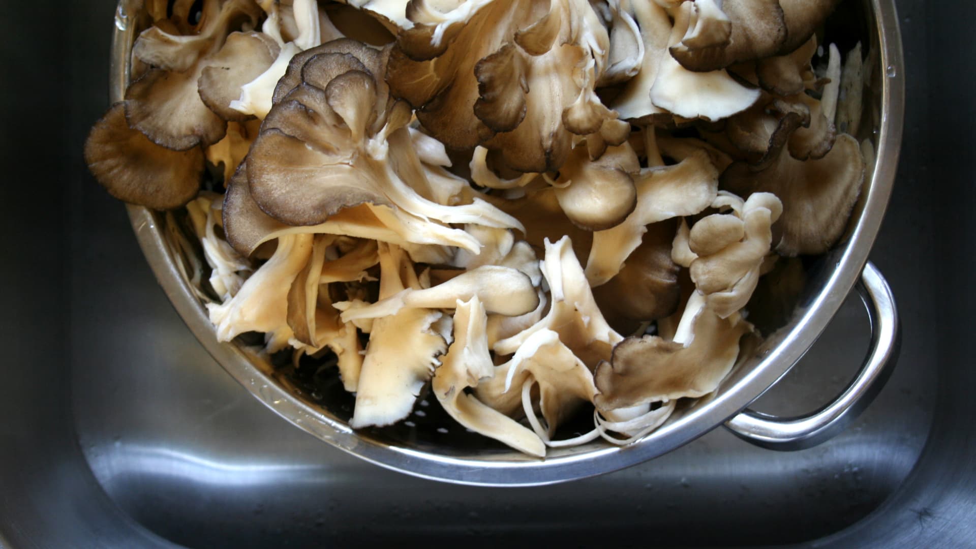 The maitake mushroom is an edible mushroom that grows at the base of trees and is known to have medicinal benefits.