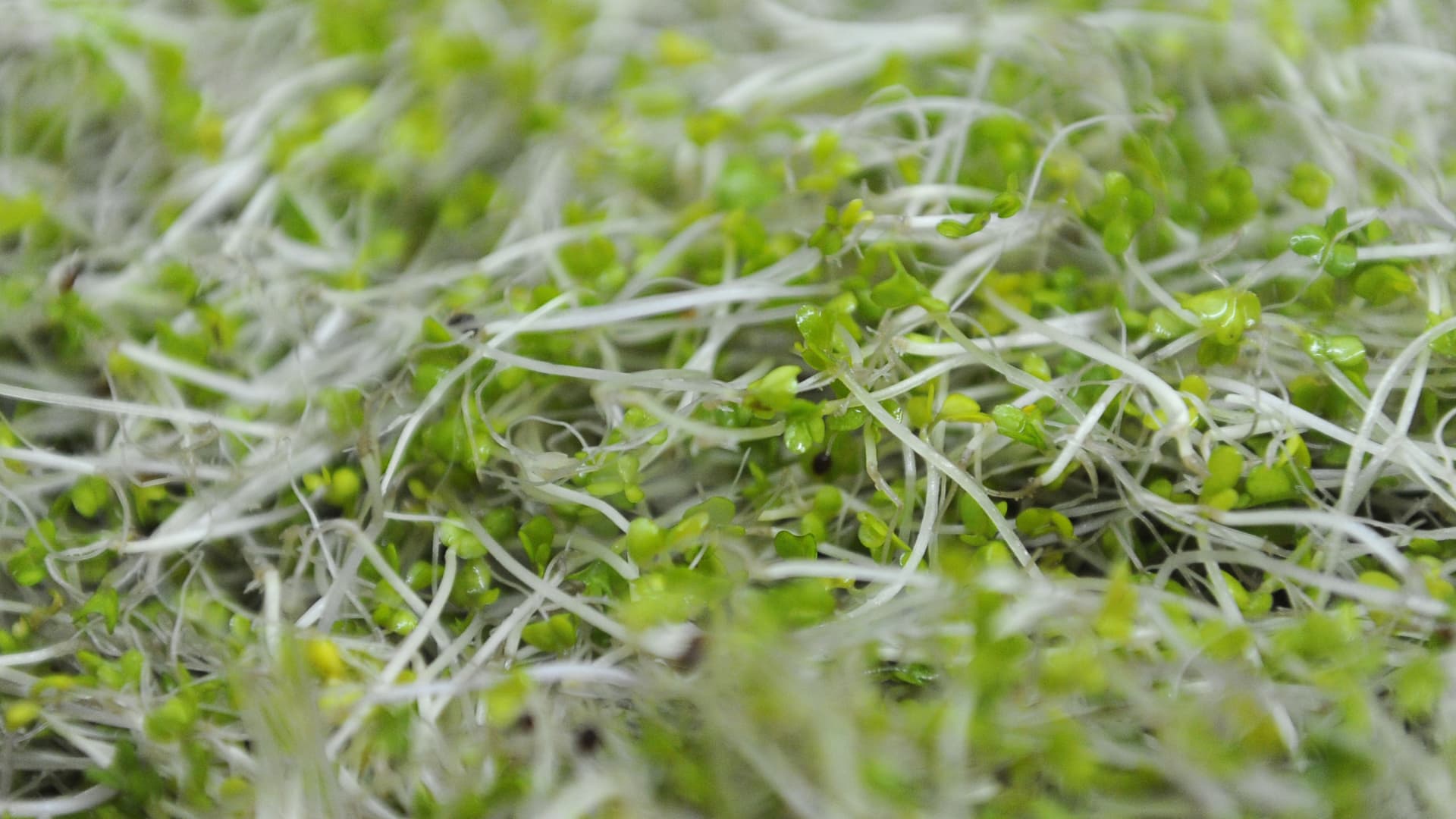 The best way to eat broccoli sprouts is raw — for instance, in salads.