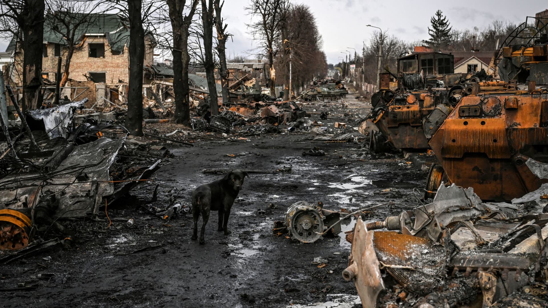 A dog stands between destroyed Russian armored vehicles in the city of Bucha, west of Kyiv, on March 4, 2022.