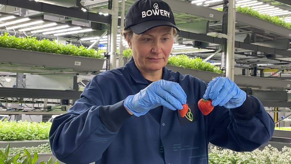 These strawberries were grown in a New Jersey warehouse — and they may revolutionize how Americans eat 107029132-1647013625886-IMG_3440