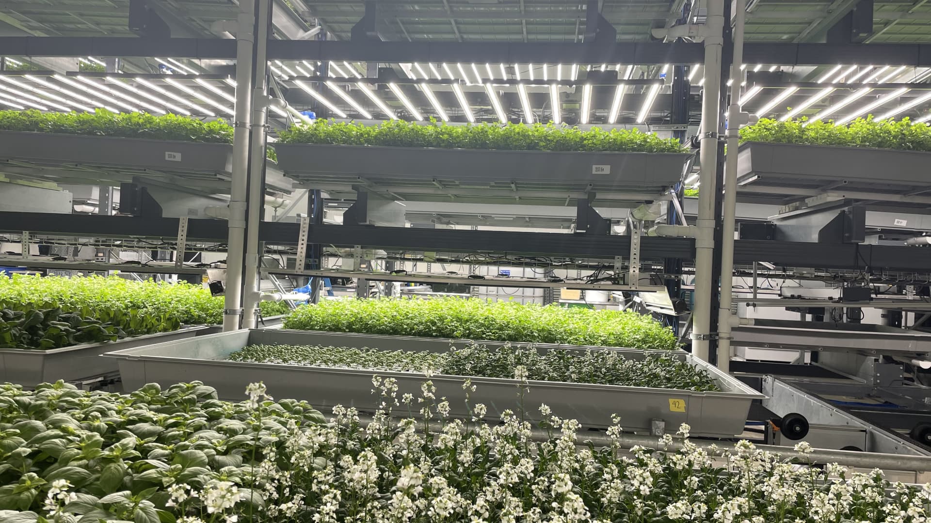 At Bowery's indoor farms, arugula, baby butter and other leafy green varieties grow in stacked rows from floor to ceiling. The company also sells rotating offerings, called Farmer's Selection, based on the season.