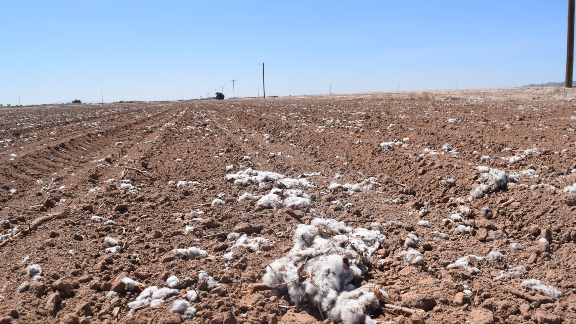 Dead cotton fields span for miles in Pinal County, Arizona, as farmers reckon with mandatory water cuts.
