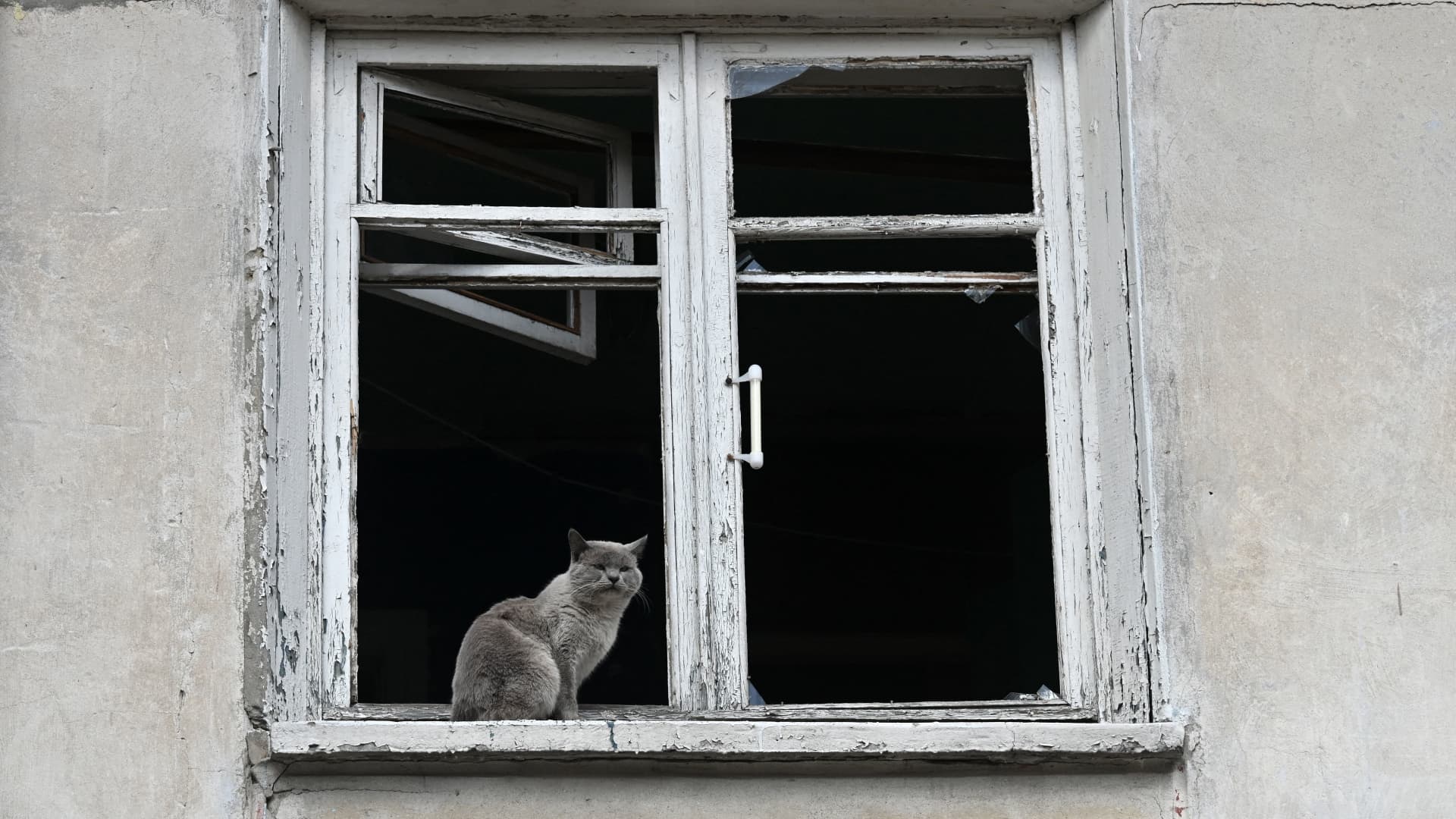 A cat looks out from a broken window of a partially destroyed building in the town of Borodyanka on April 4, 2022.