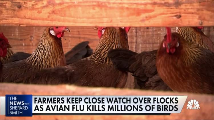 एवियन फ्लू के फैलते ही लाखों मुर्गियां और टर्की मर गए