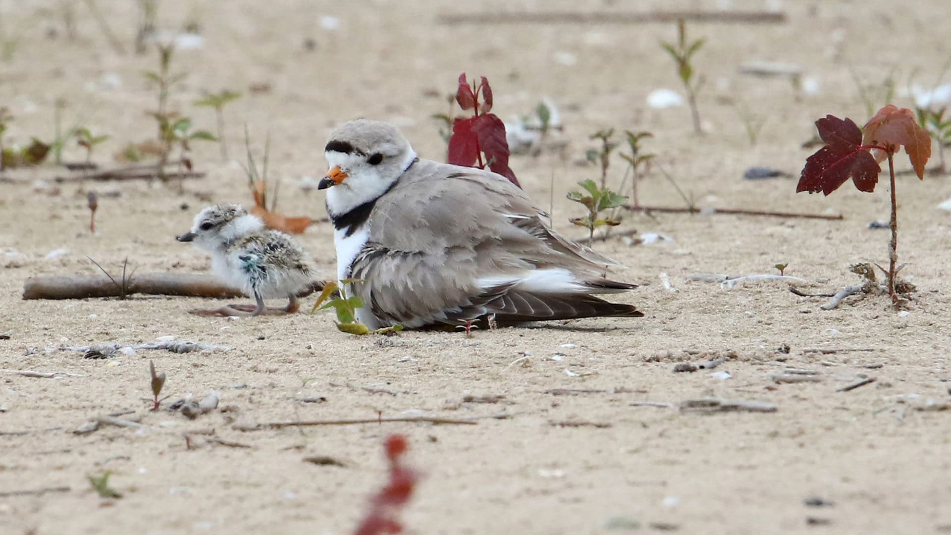 A newly hatched piping plover chick stands next to one of its parents, Monty or Rose, at Montrose Beach on July 10, 2021.