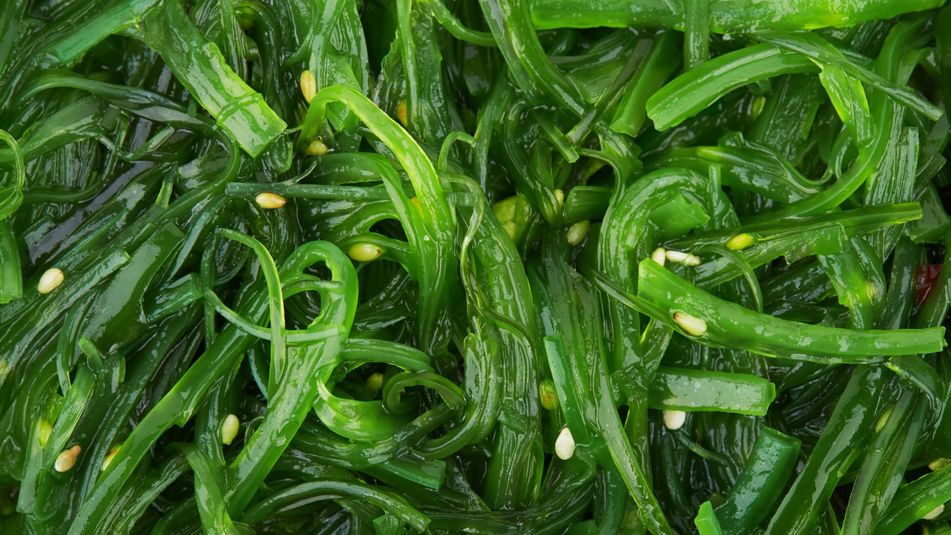 As algas marinhas podem ser um ingrediente vital na luta contra as alterações climáticas