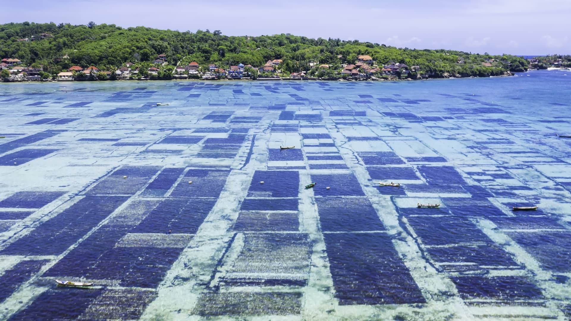 An aerial view of a site used for seaweed farming in waters off Bali, Indonesia.