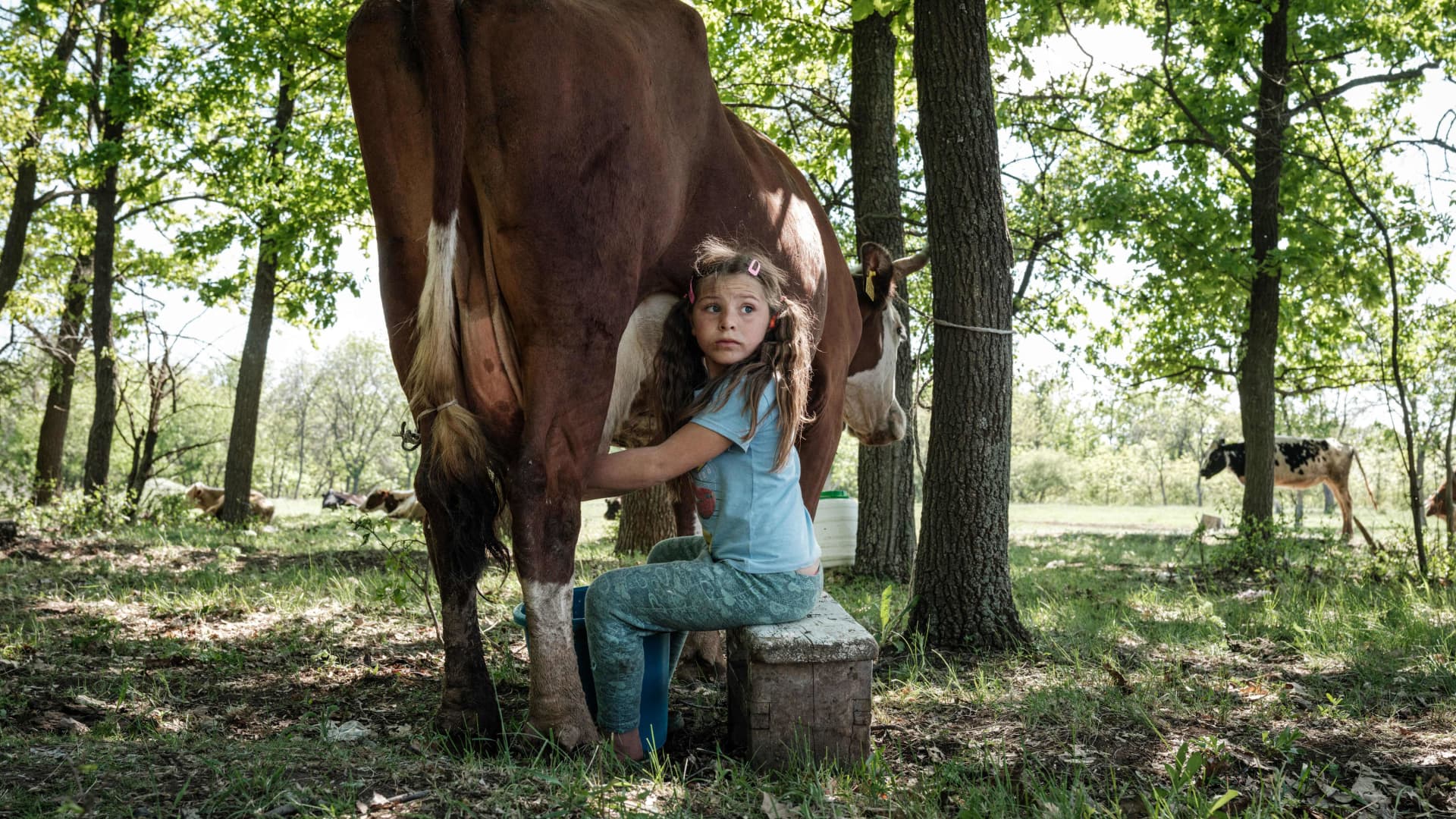 Veronika, 8, milks a cow, as her family does it every day despite the lack of customers due to the war in Bakhmut, eastern Ukraine, on May 12, 2022, amid the Russian invasion of Ukraine.