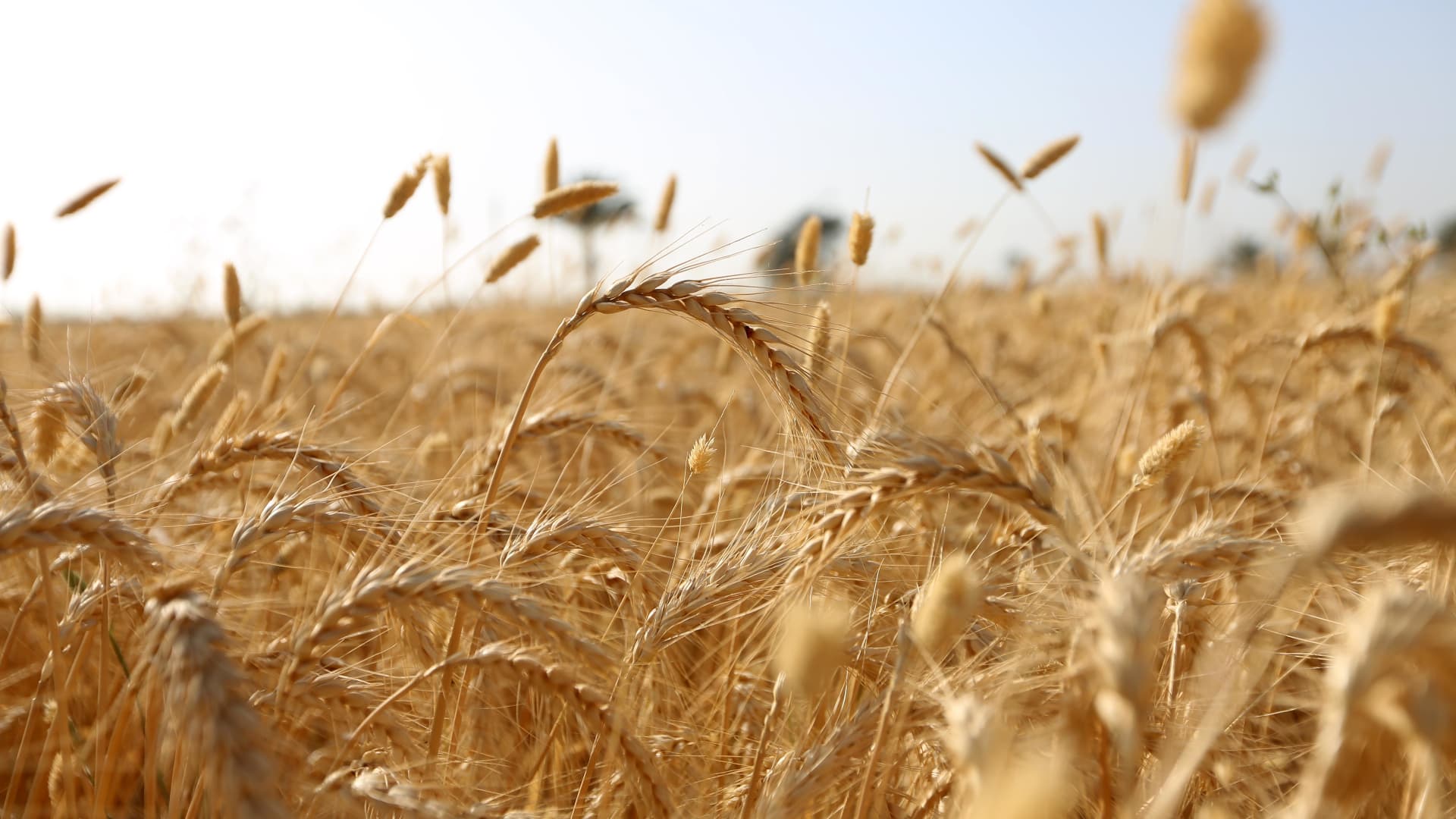 A view of some wheat in a field on May 6, 2022 in Egypt. Ukraine is warning countries that Russian grain exports may contain stolen Ukrainian grain, and anyone that knowingly purchases stolen grain or is involved in the process is considered complicit in the crime.