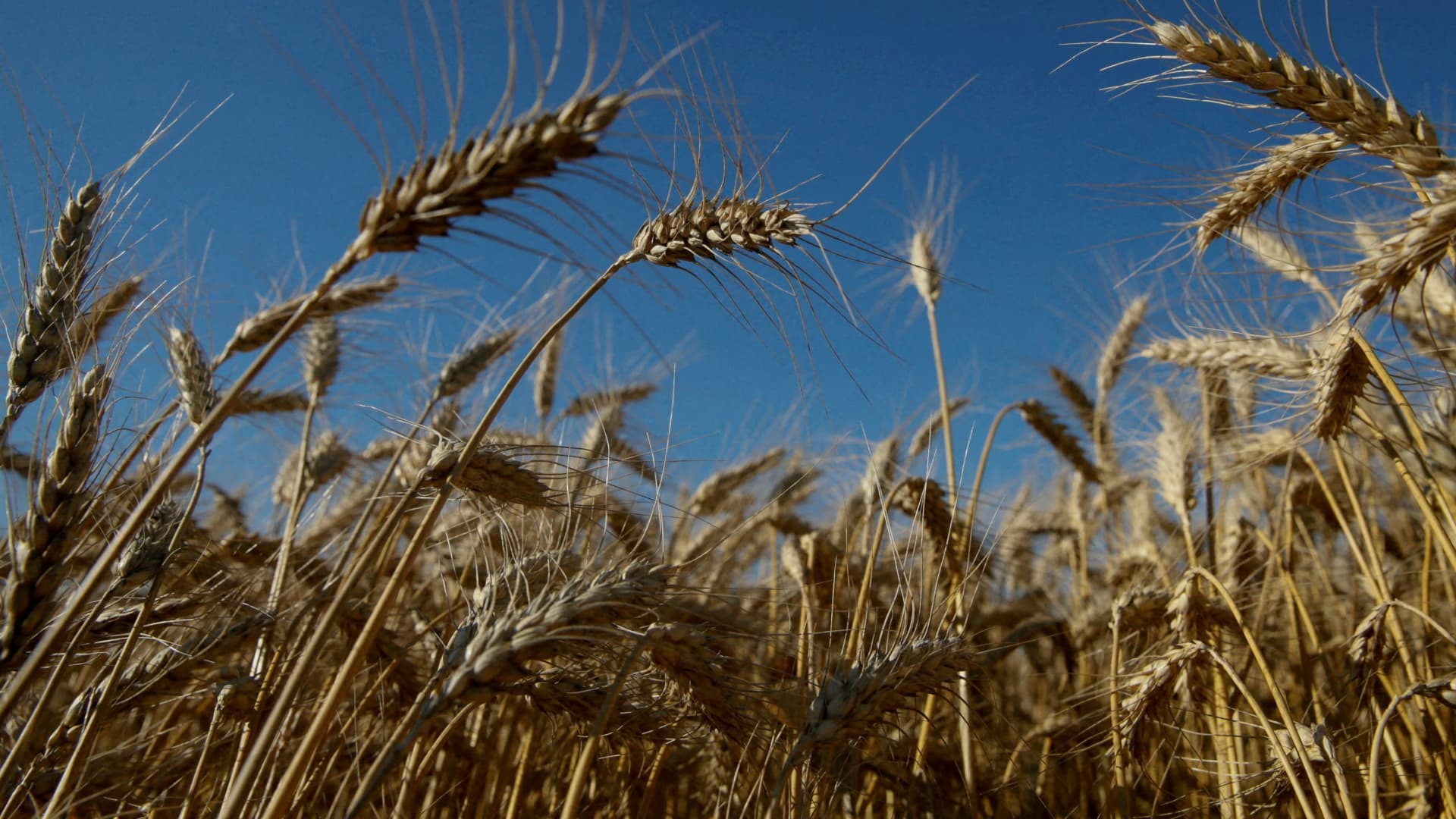 Ears of wheat are seen in a field near the village of Zhovtneve, Ukraine.