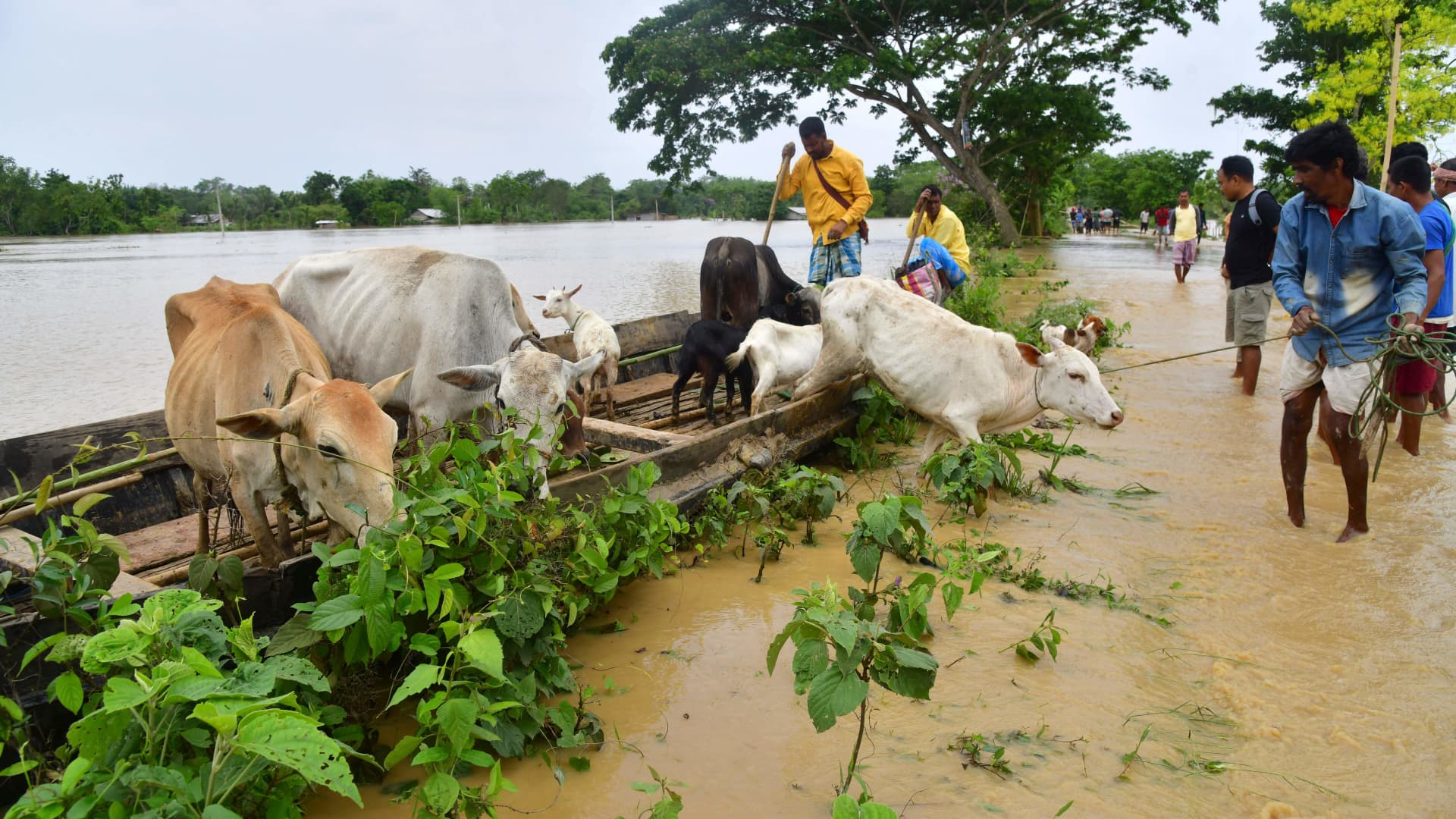 Villagers lead their cattle to a partially flooded road after travelling on a boat through flood waters following heavy rains in Nagaon district, Assam state, India, on May 19, 2022.