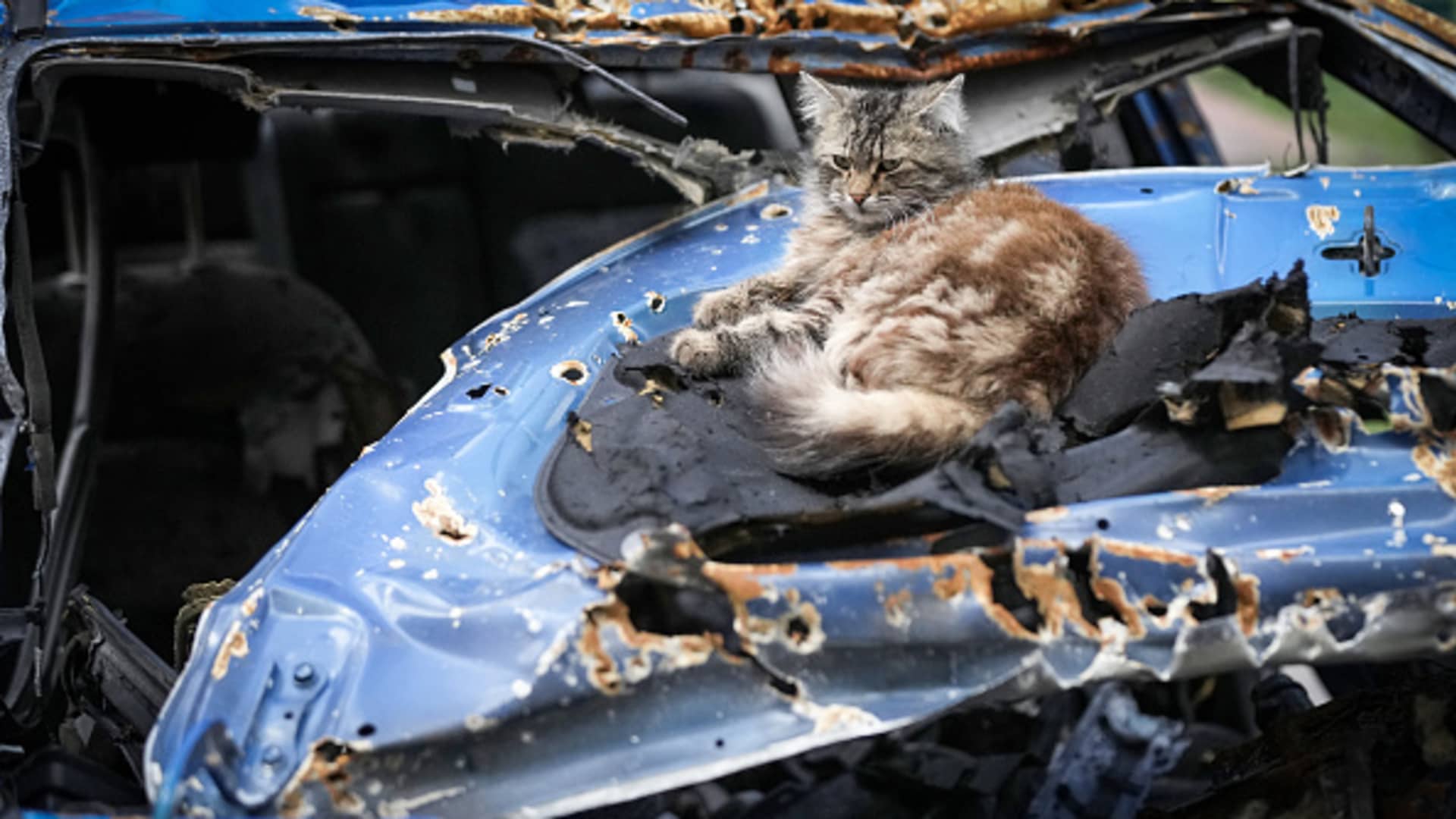 A cat slumbers on a war destroyed car on May 26, 2022 in Irpin, Ukraine.