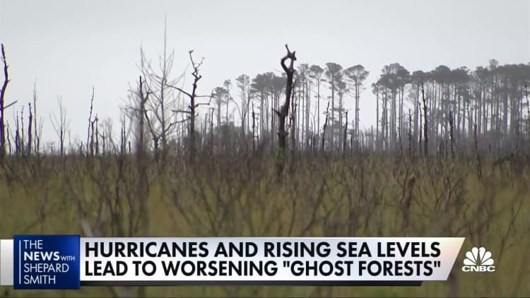 Climate change creates ghost forests along east coast