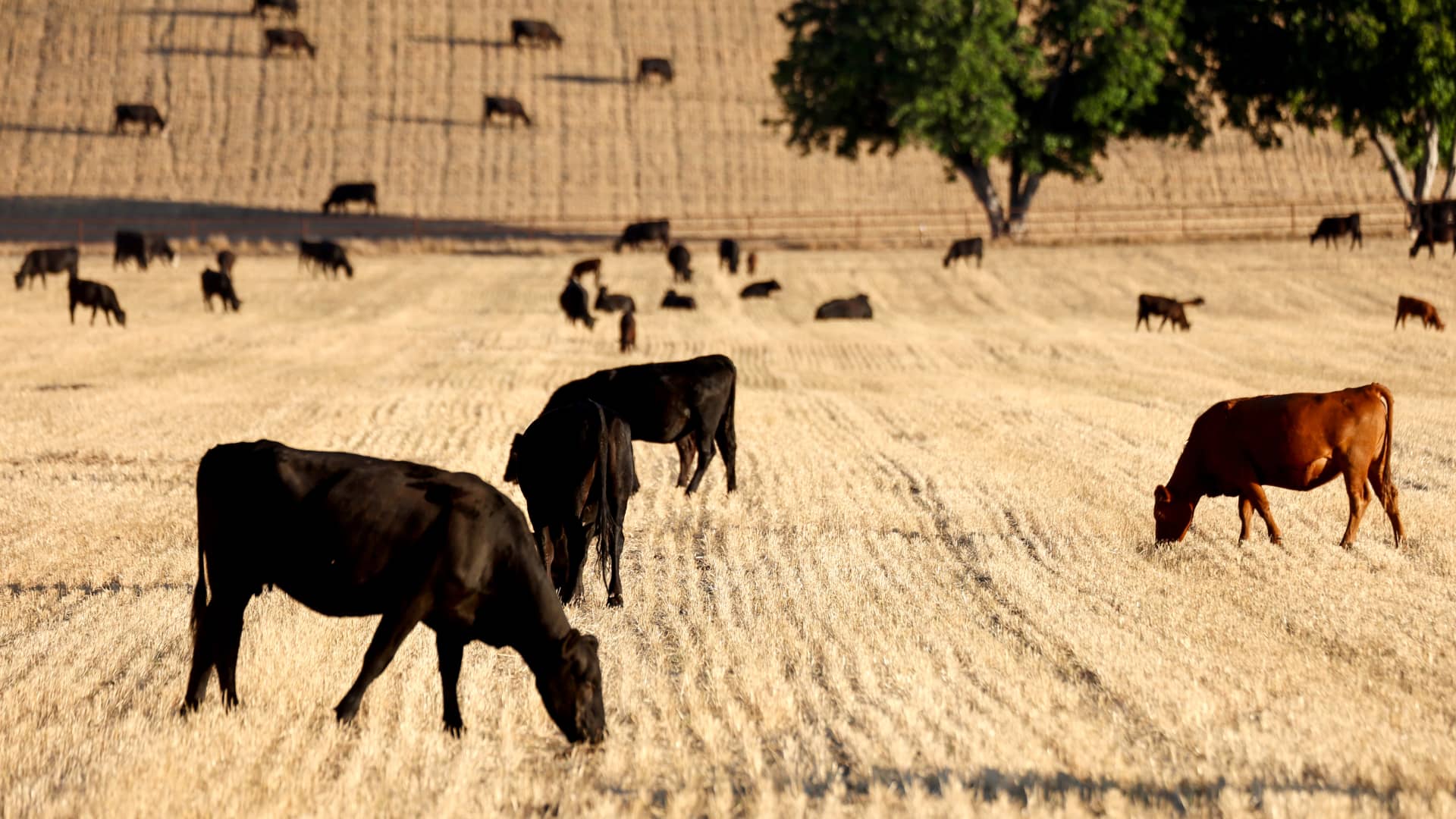 Cattle graze amid drought conditions on June 21, 2022 near Ojai, California. According to the U.S. Drought Monitor, most of Ventura County is currently under extreme drought conditions. California is now in a third consecutive year of drought amid a climate-change fueled megadrought in the Southwestern United States.