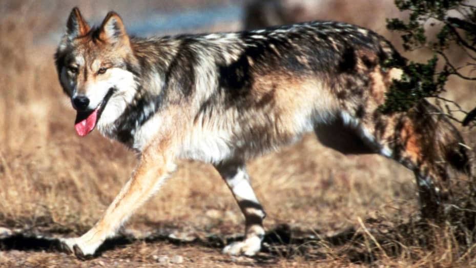 A Mexican gray wolf leaves cover at the Sevilleta National Wildlife Refuge, Socorro County, N.M.
