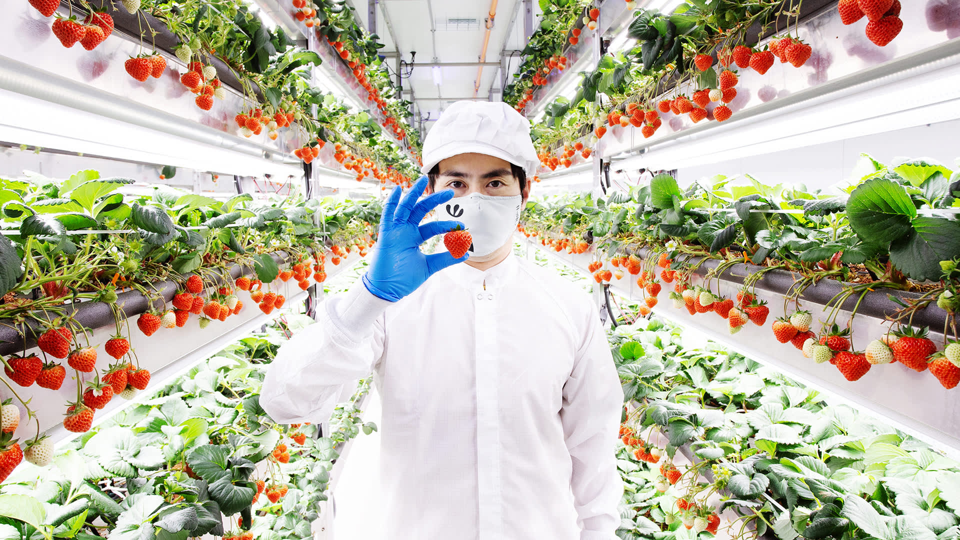 How Oishi’s vertical farms grow strawberries that sell for $ 20 per box