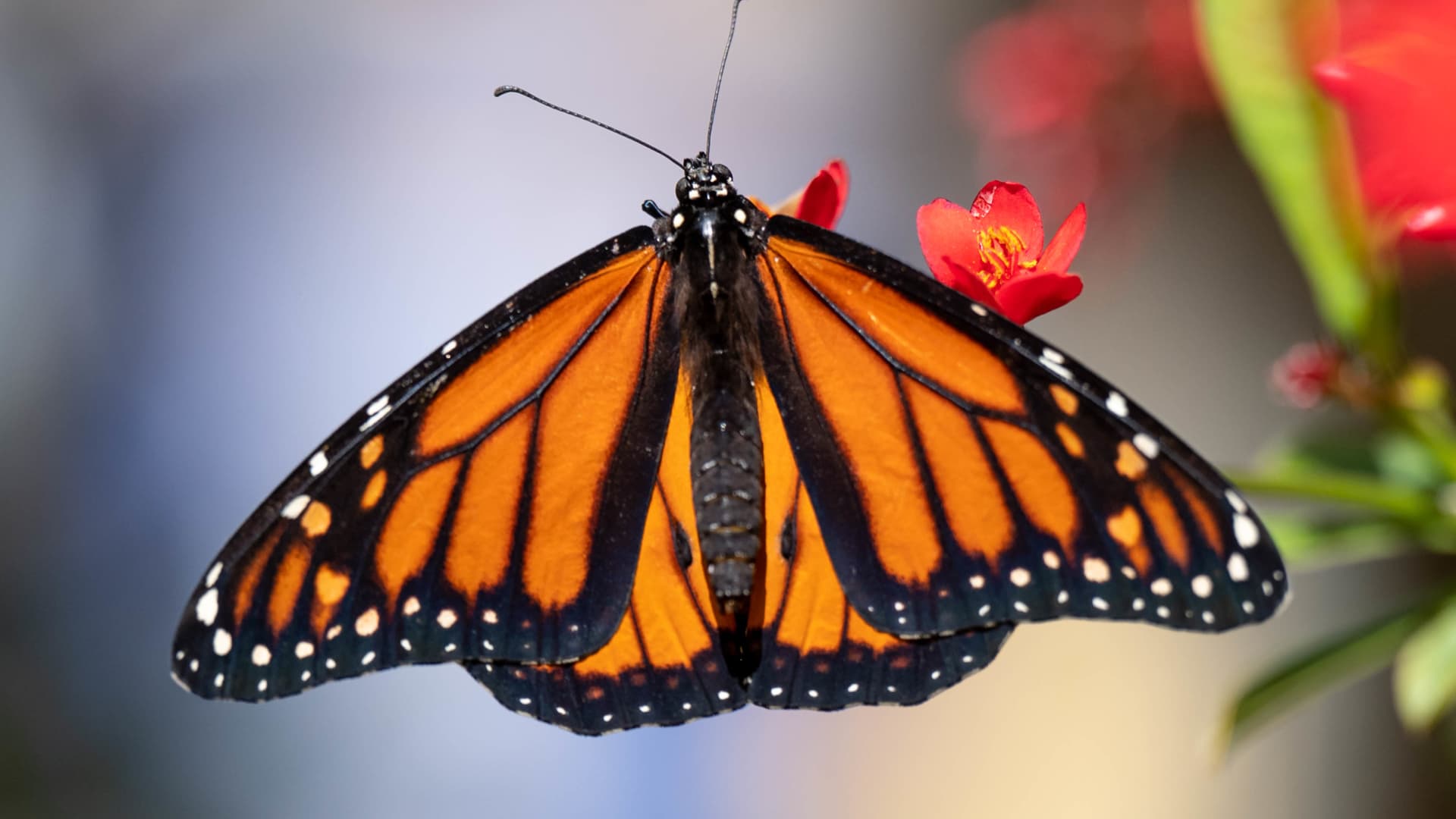 Monarch butterfly is added to the international threatened species list