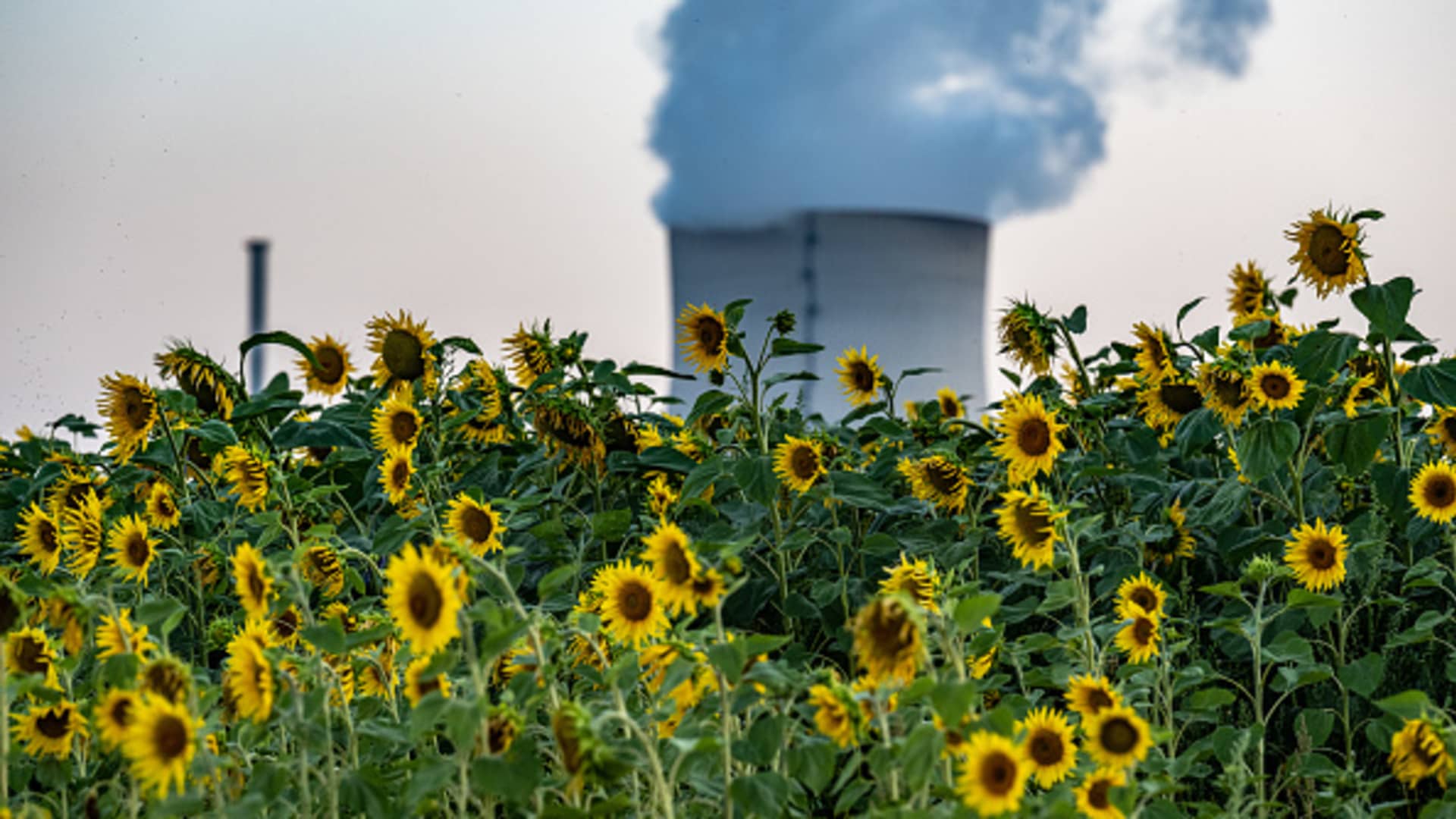 21 July 2022, Bavaria, Essenbach: Water vapor rises behind sunflowers from the cooling system of the nuclear power plant (NPP) Isar 2.