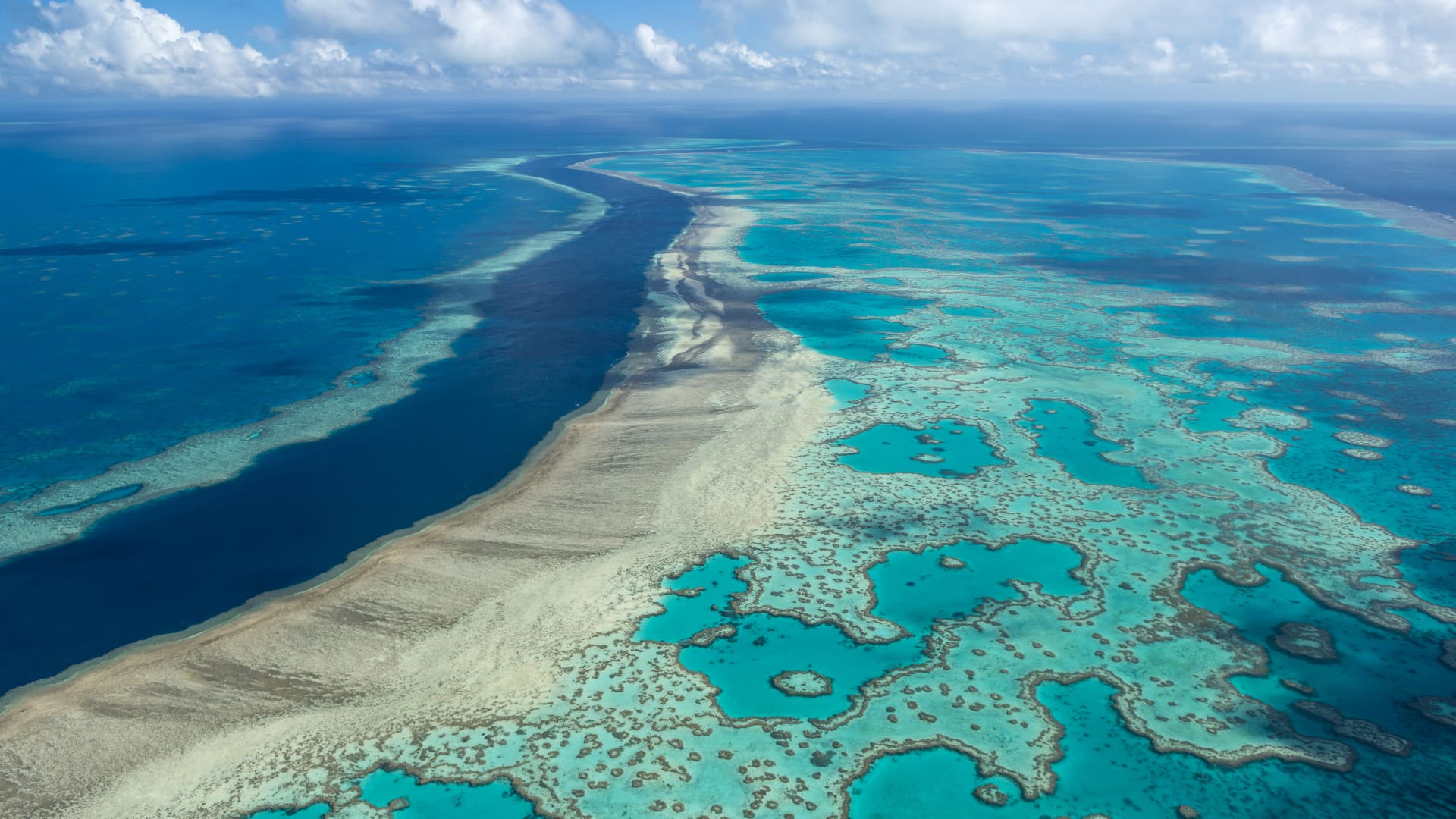Parts of Great Barrier Reef show highest coral cover seen in 36 years