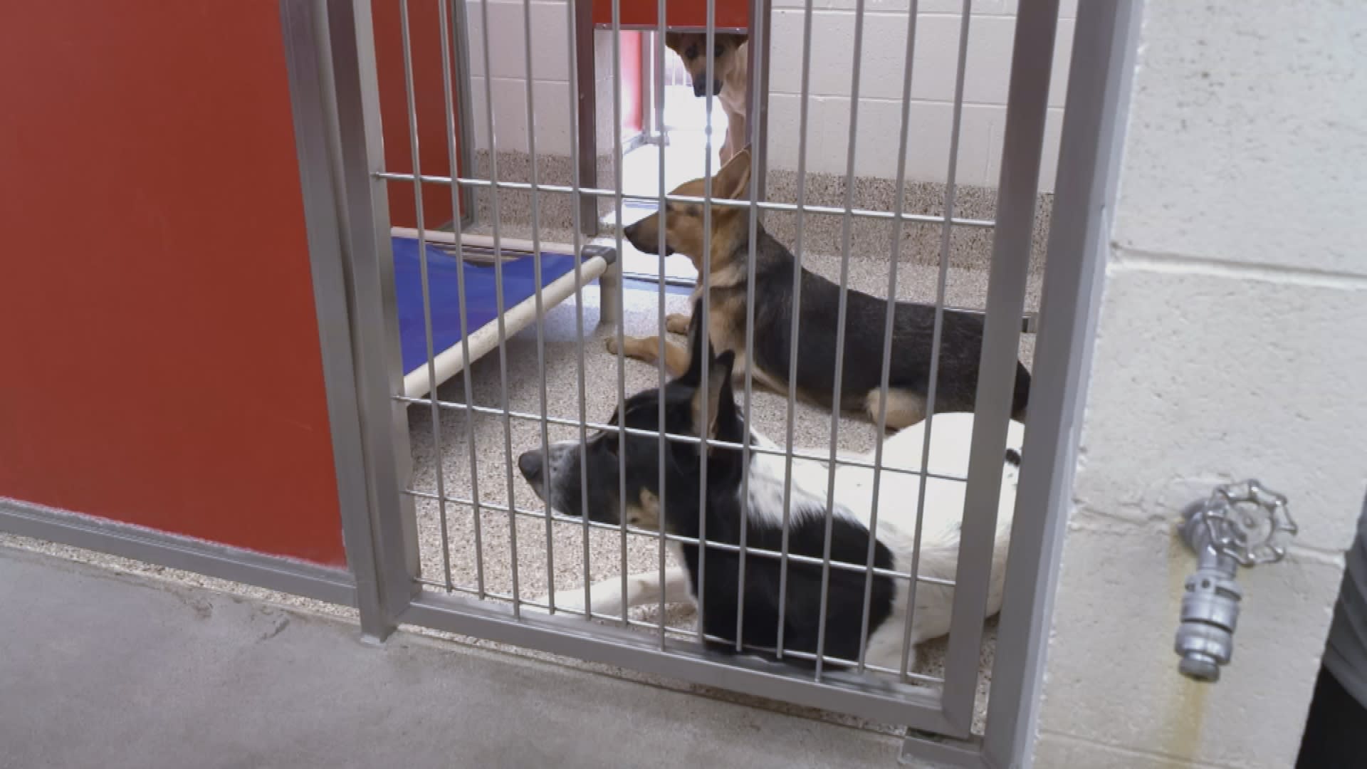 Dogs waiting to be adopted inside Pima Animal Care Center in Tucson, Arizona.