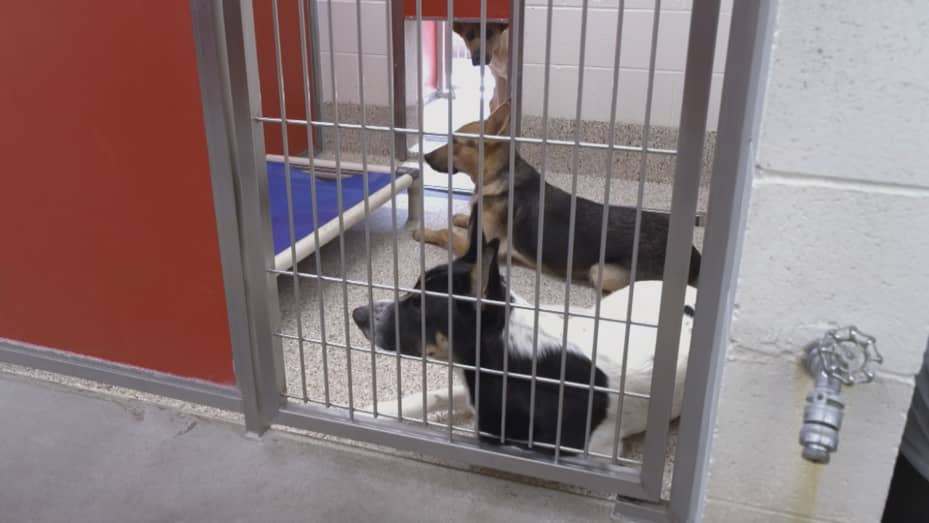 Dogs waiting to be adopted inside Pima Animal Care Center in Tucson, Arizona.