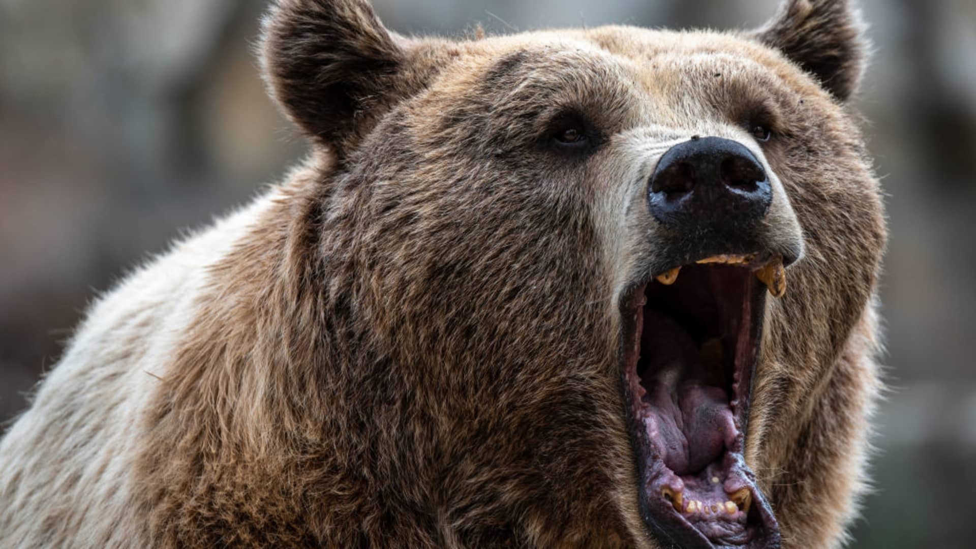 Bears sent running as stock market breaks downtrend and passes key fundamental tests