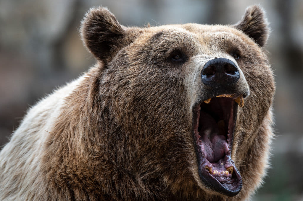 Credit Suisse believes this is still just a bear market rally and provides the history to back it up