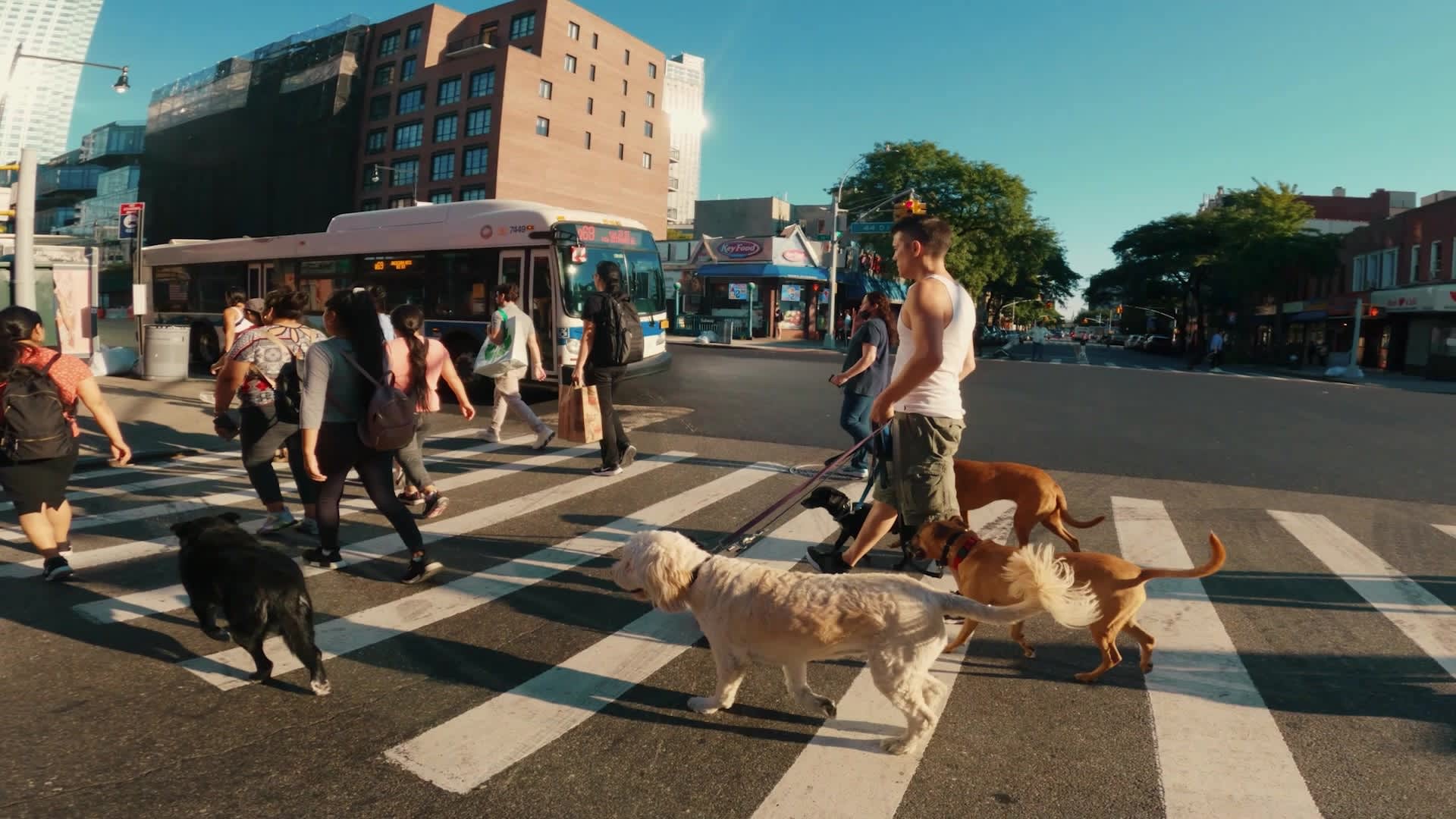 Stewart says New York is a good market for dog-walkers because their owners work long hours, often far from their apartments, and their dogs need exercise.