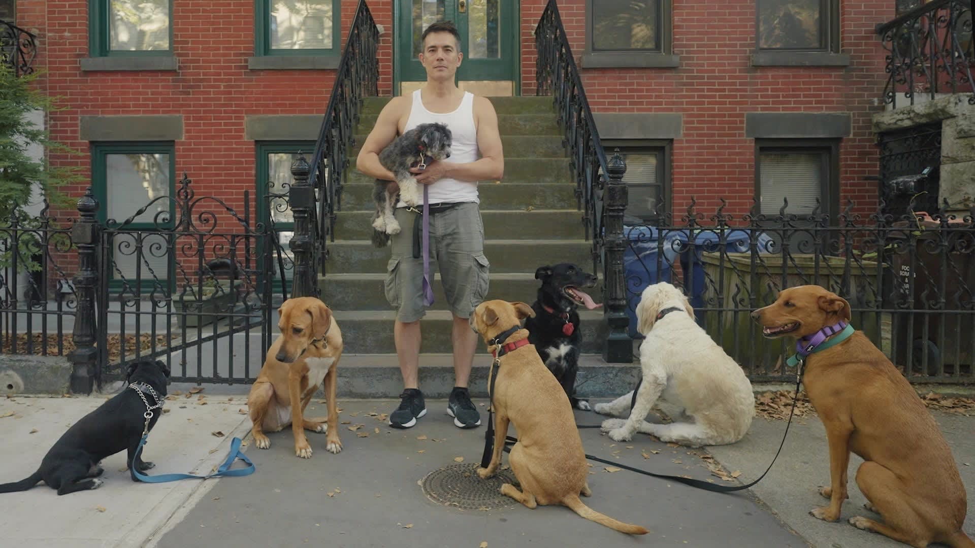 New Yorker without college degree has lucrative job: Dog walking