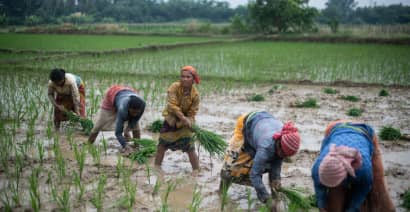 India restricts rice exports after below-average monsoon rainfall