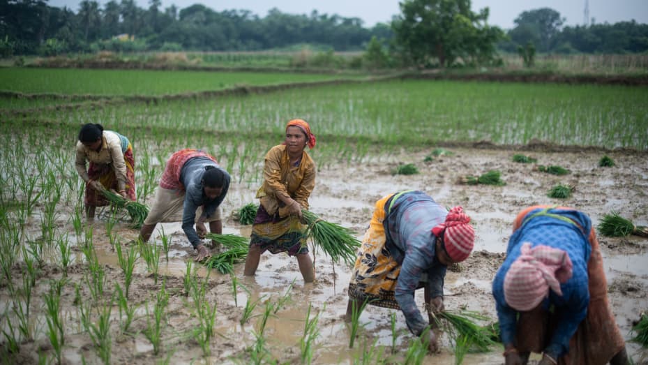 Indian farm workers transplant rice paddy amid the state's ongoing monsoon on August 02, 2022 in Hooghly district in the state of West Bengal, India. India banned exports of broken rice and imposed a 20% duty on exports of various grades of rice on Thursday as the world's biggest exporter of the grain tries to augment supplies and calm local prices after below-average monsoon rainfall curtailed planting.
