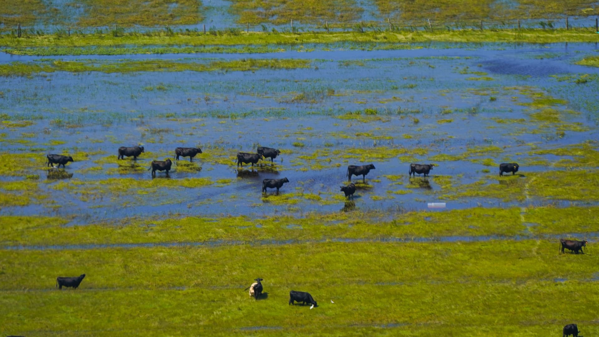 Livestock move in a flooded field in the aftermath of Hurricane Ian, Thursday, Sept. 29, 2022, on Sanibel Island, Fla.