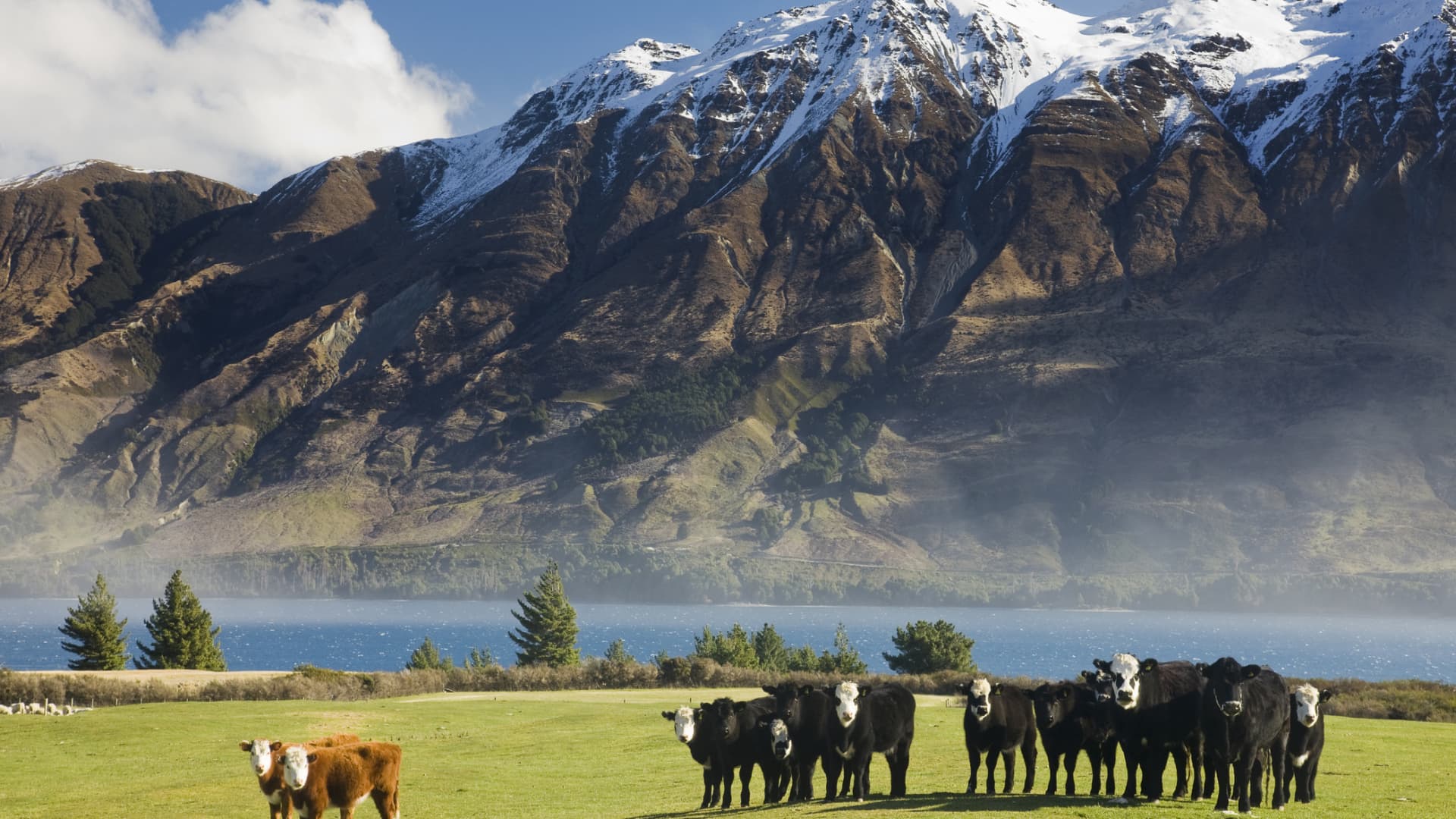 New Zealand plans to tax emissions from livestock burps and dung