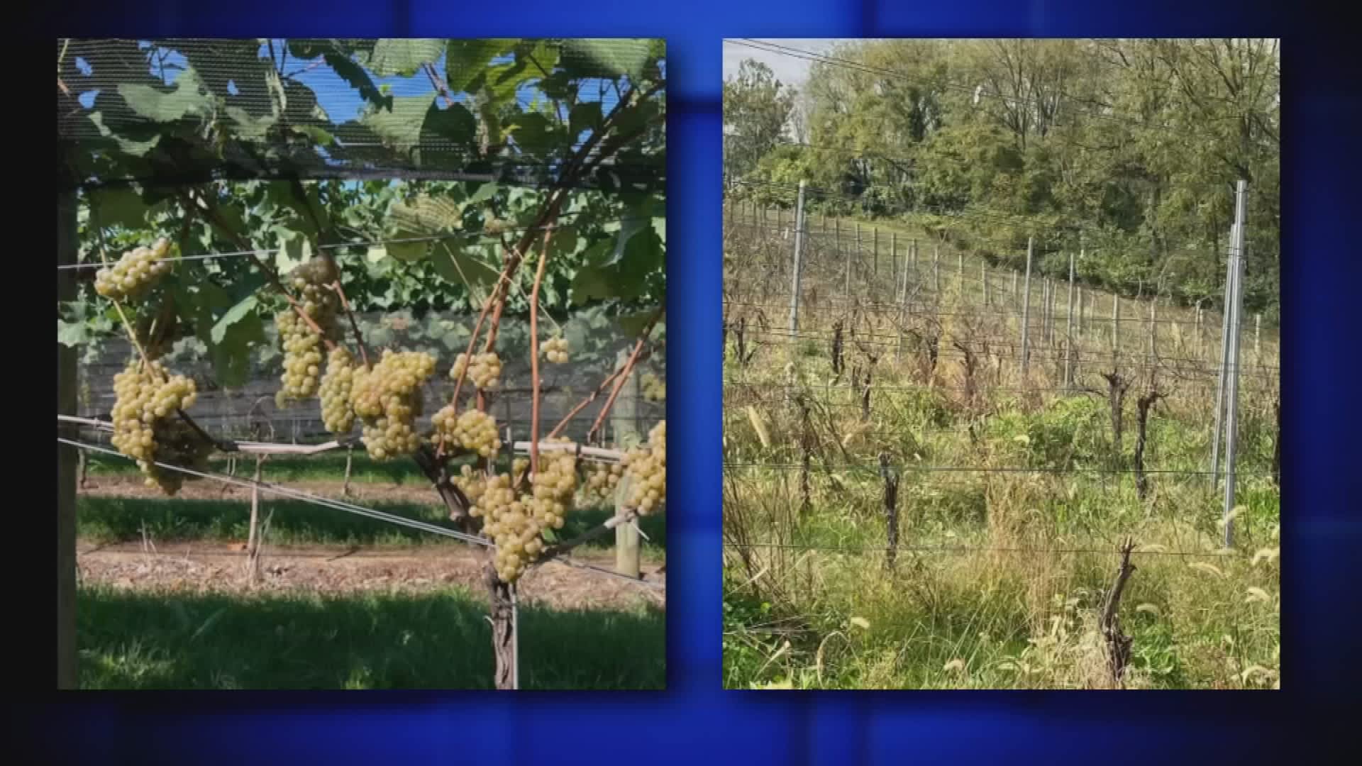 Left photo: Healthy vines bearing grapes. Right photo: Vines destroyed by spotted lanternflies.