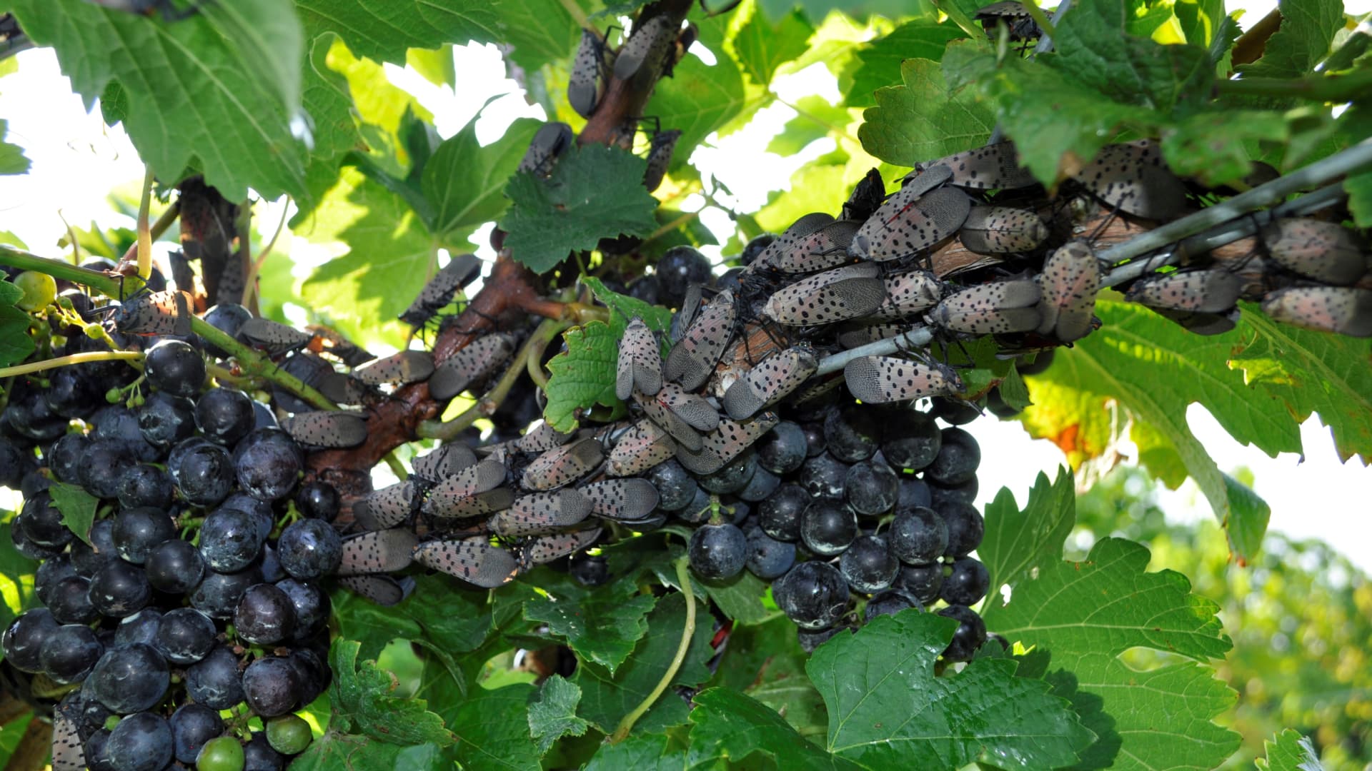 Spotted lanternflies are feasting on U.S. grapevines and putting vineyards at risk