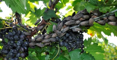 Spotted lanternflies are feasting on U.S. grapevines and putting vineyards at risk