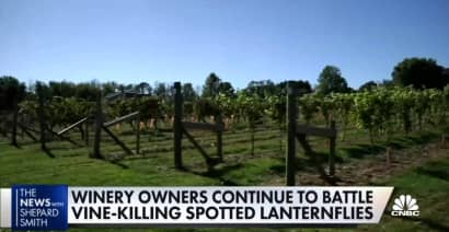 Winery owners continue to battle vine-killing spotted laternflies