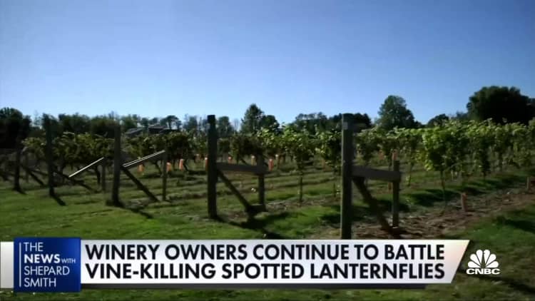 Winery owners continue to battle vine-killing spotted laternflies